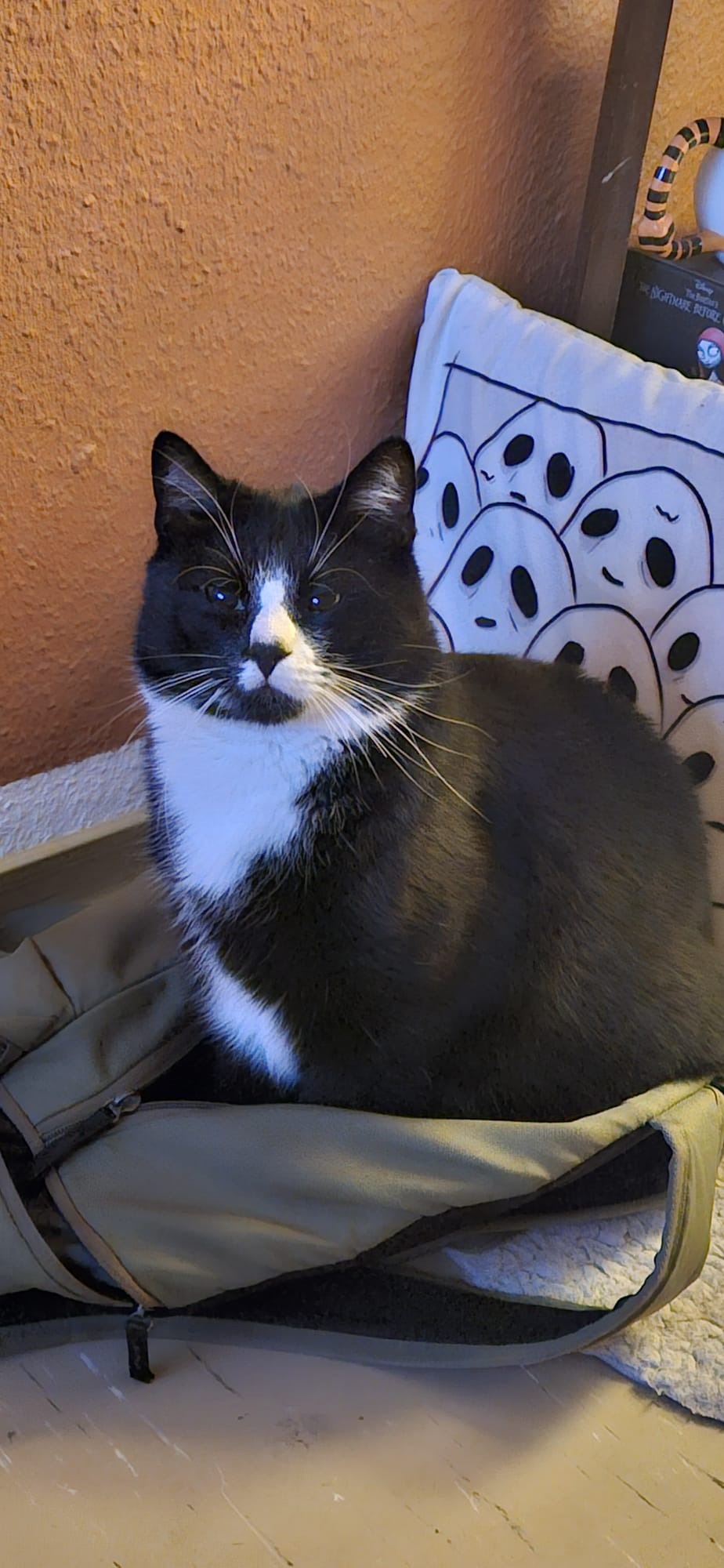 Bitte helft unserem 4jährigen Kater ein plötzlicher Notfall campaign photo, 4 of 5