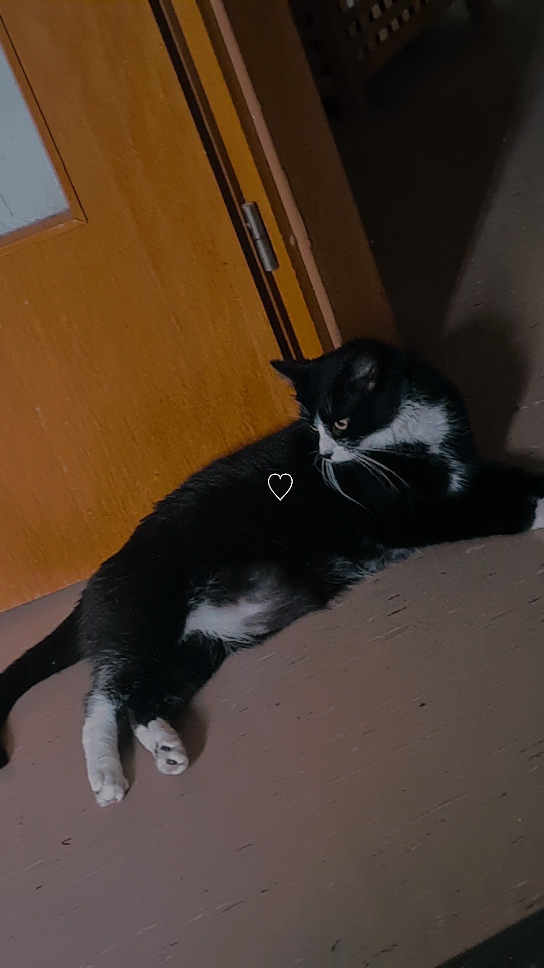 Bitte helft unserem 4jährigen Kater ein plötzlicher Notfall campaign photo, 2 of 5