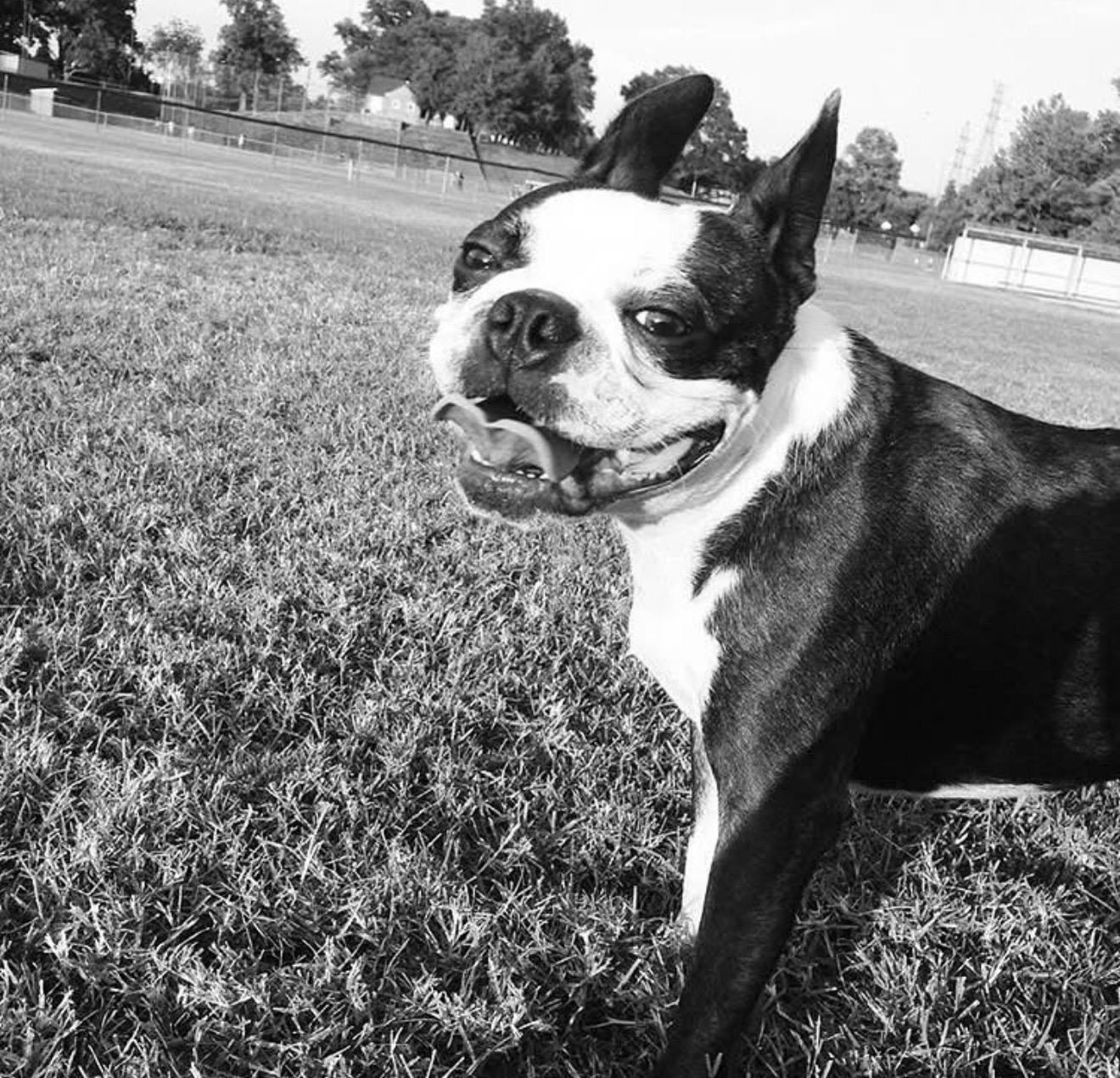 Help Tyson —-“Tito” Get Urgent Ear Surgery campaign photo, 4 of 8