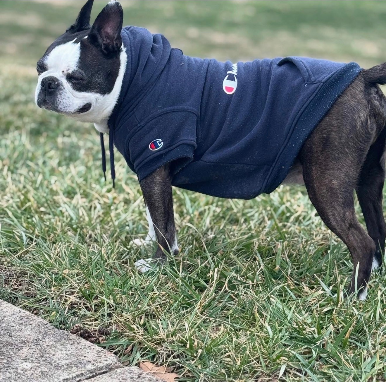 Help Tyson —-“Tito” Get Urgent Ear Surgery campaign photo, 5 of 8