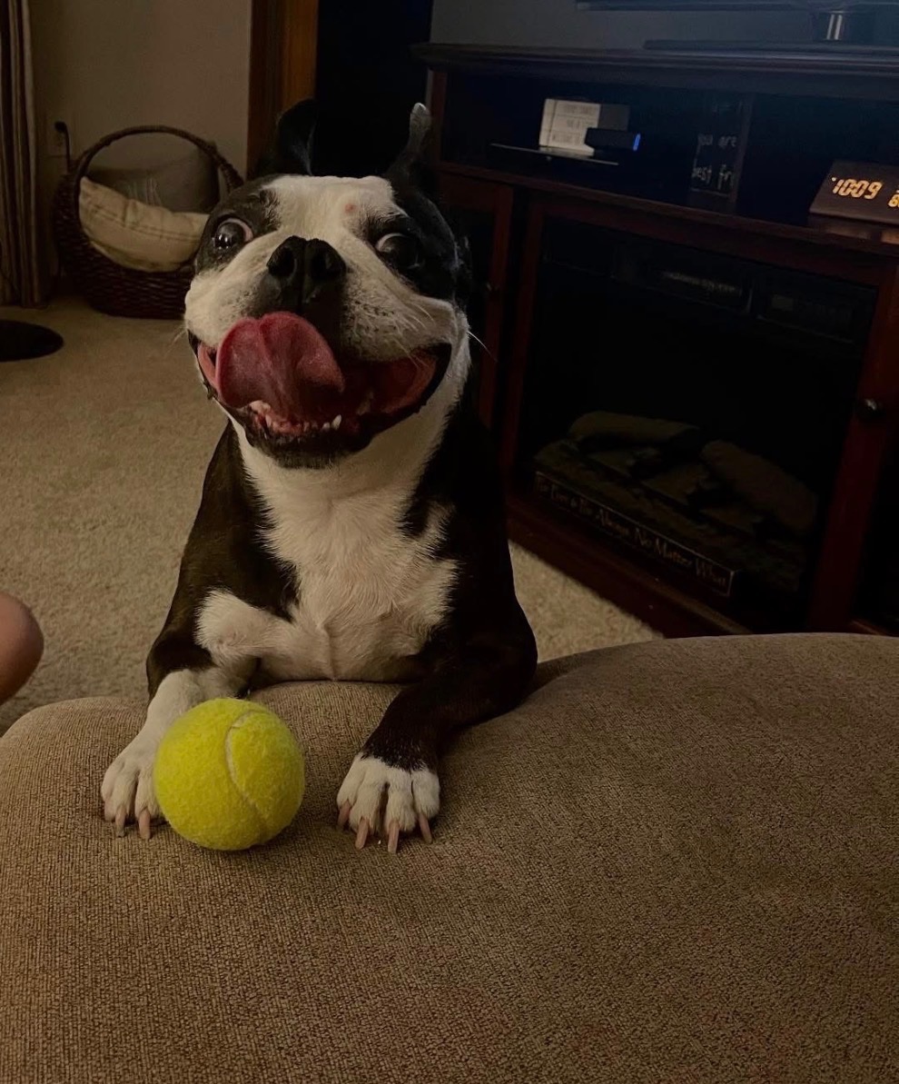 Help Tyson —-“Tito” Get Urgent Ear Surgery campaign photo, 2 of 8