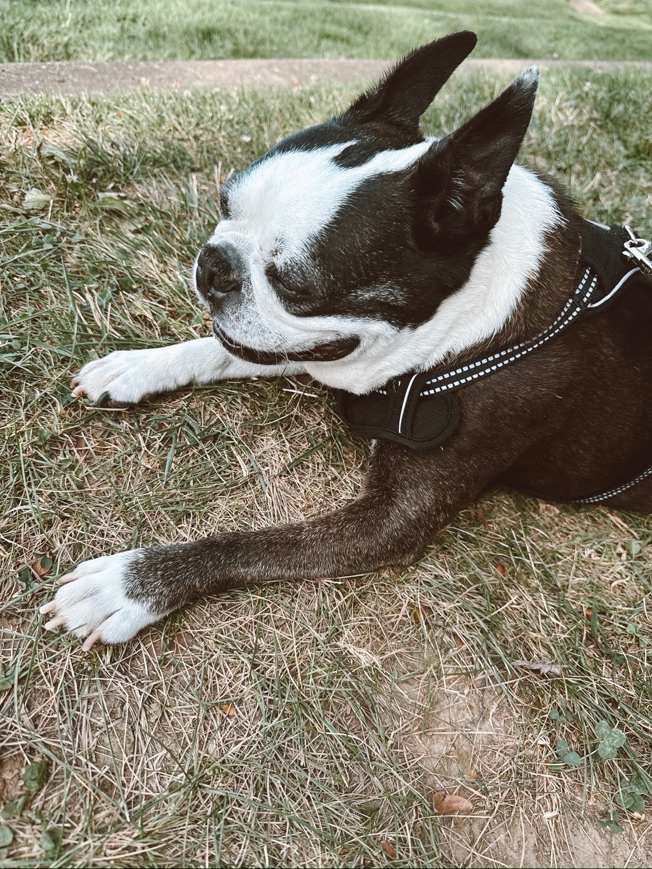 Help Tyson —-“Tito” Get Urgent Ear Surgery campaign photo, 6 of 8