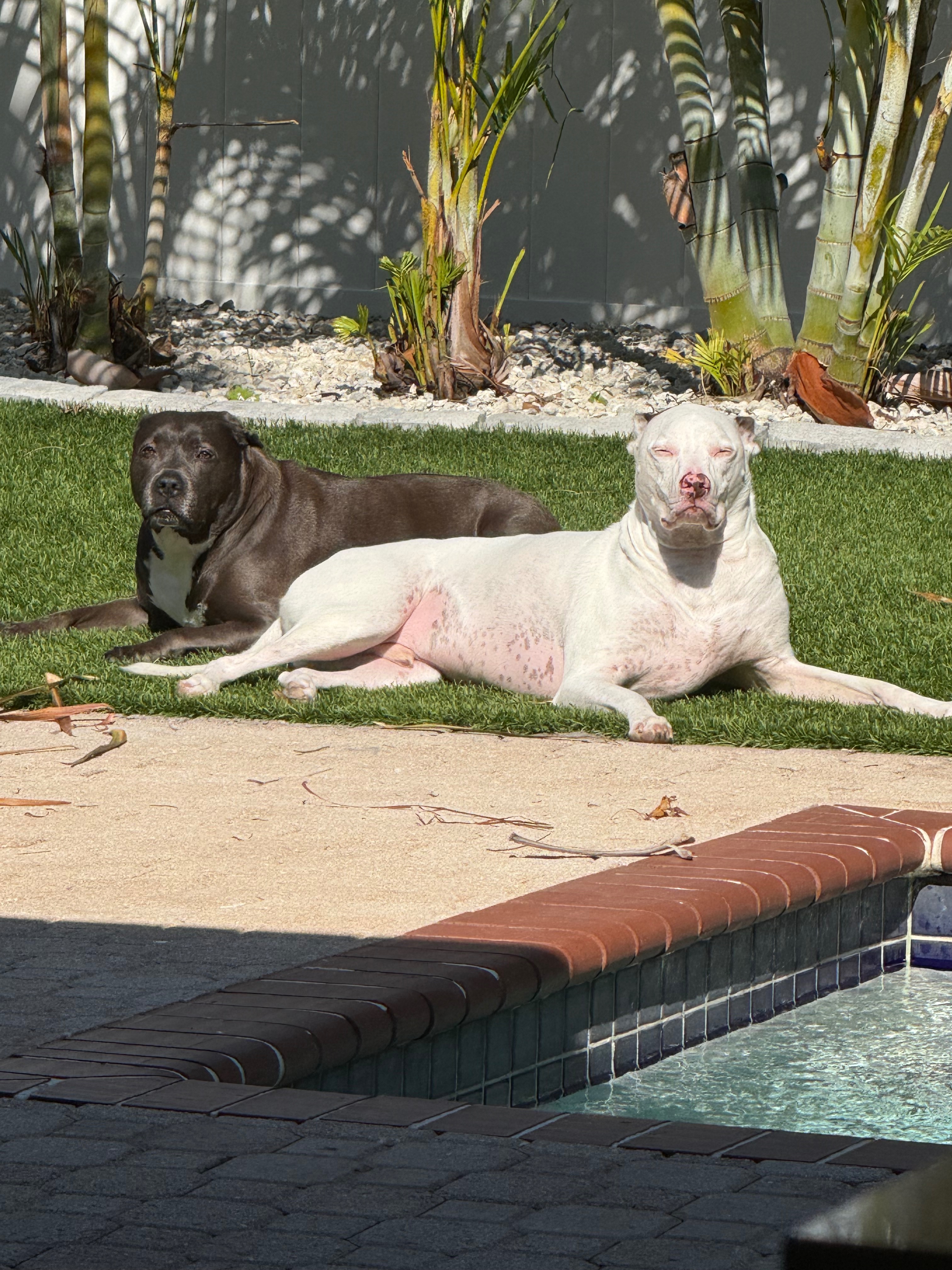 Help Bring My Dogs Back Home campaign photo, 4 of 8