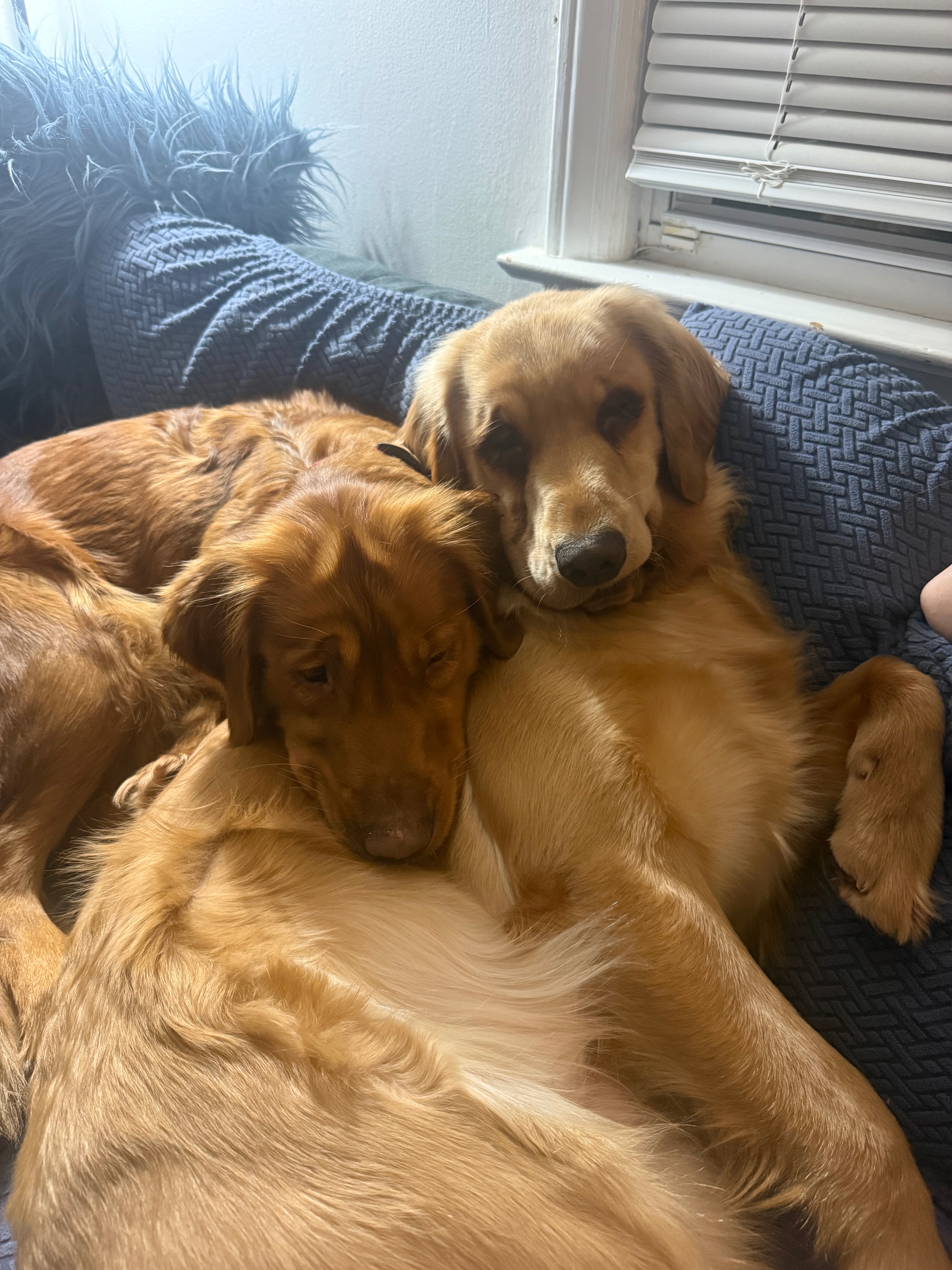 Give These Pups a Pain-Free Future campaign photo, 4 of 7
