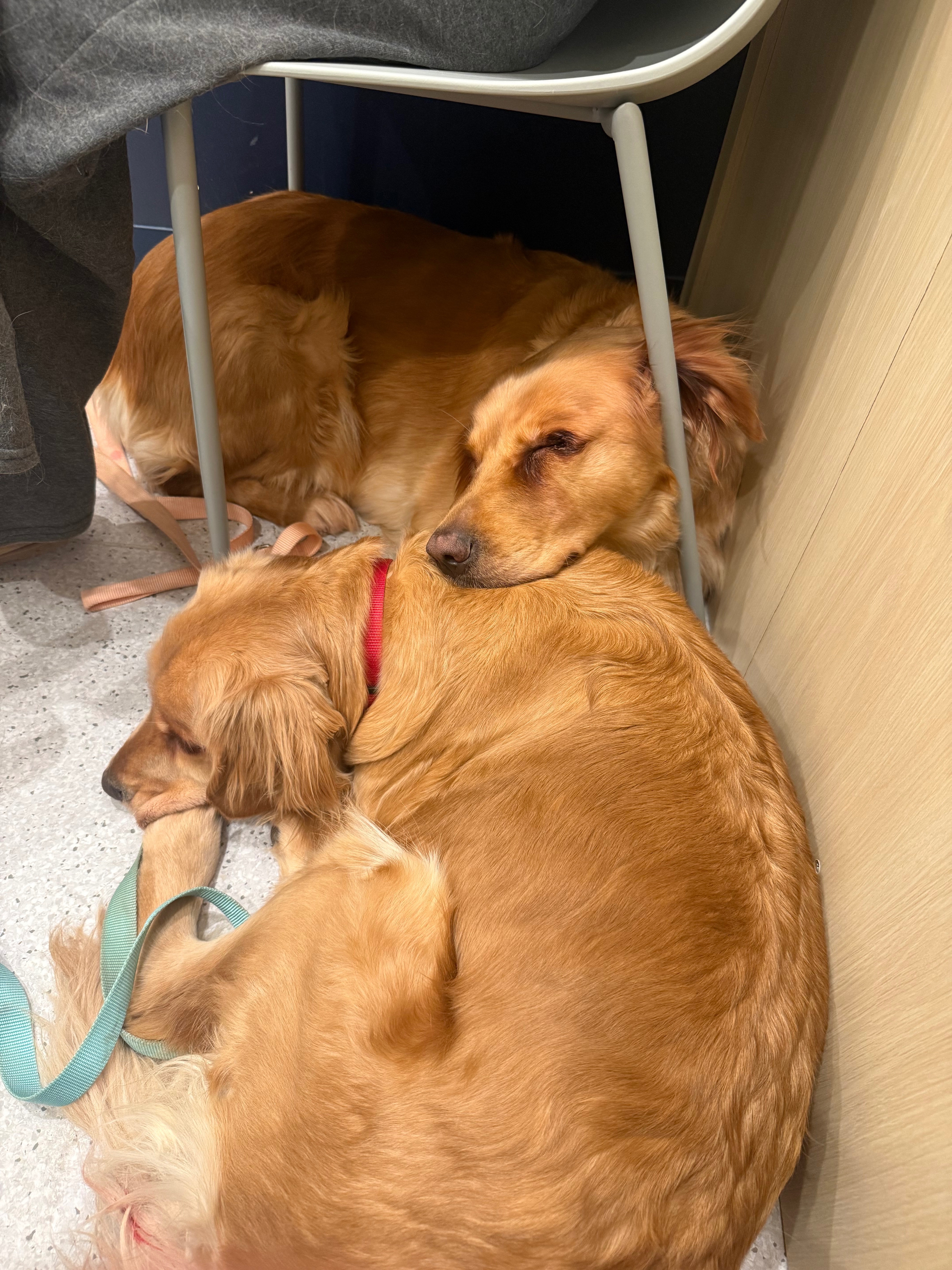 Give These Pups a Pain-Free Future campaign photo, 5 of 7