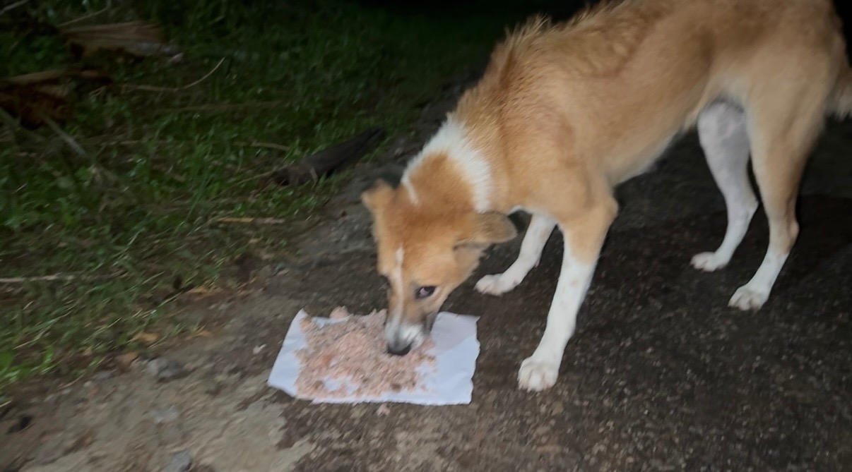 Poppy deserved love, but got abandoned. Help to get her home campaign photo, 7 of 8