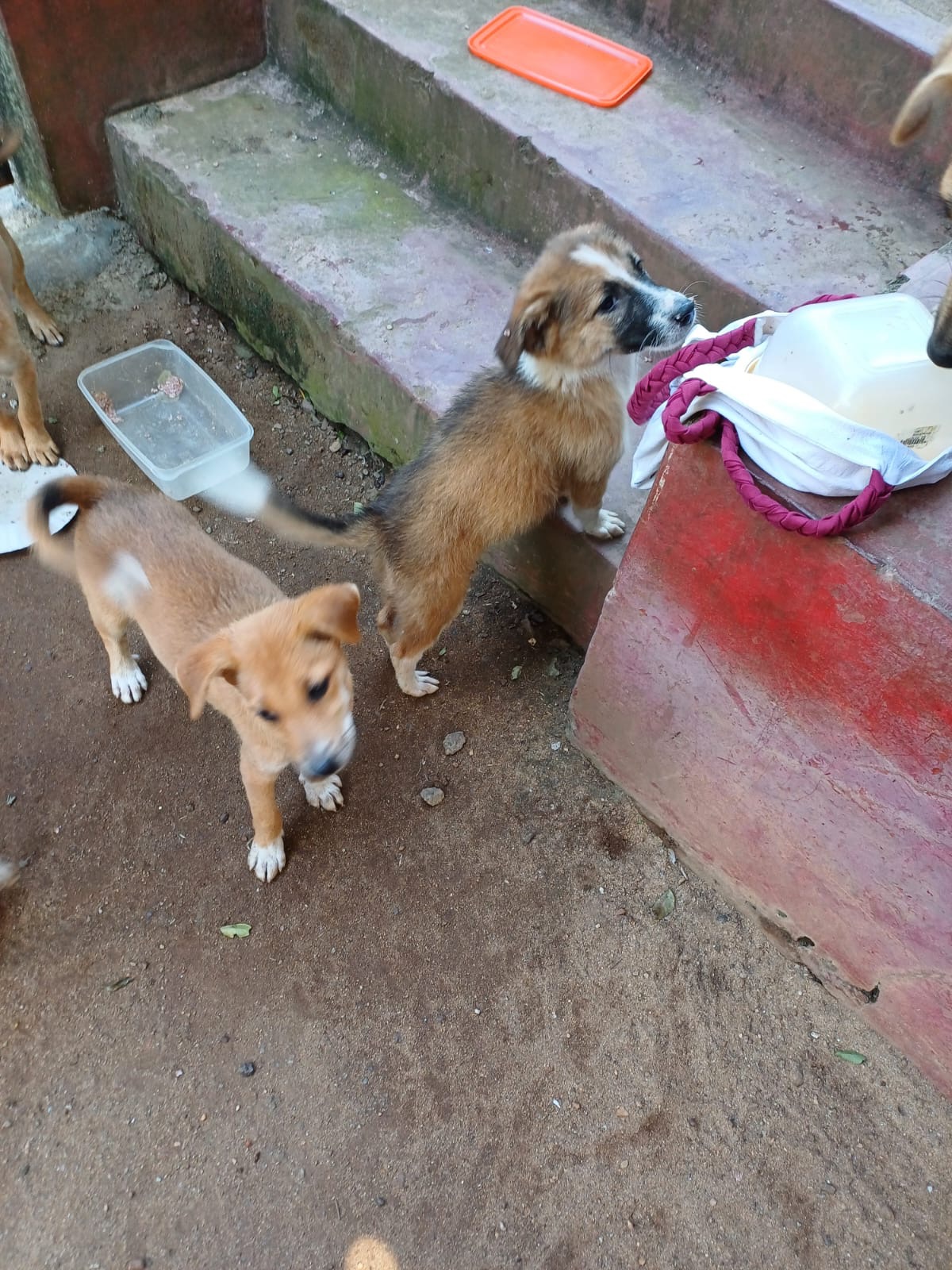 Poppy deserved love, but got abandoned. Help to get her home campaign photo, 2 of 8