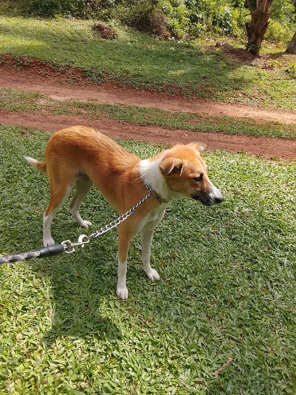 Poppy deserved love, but got abandoned. Help to get her home campaign photo, 4 of 8