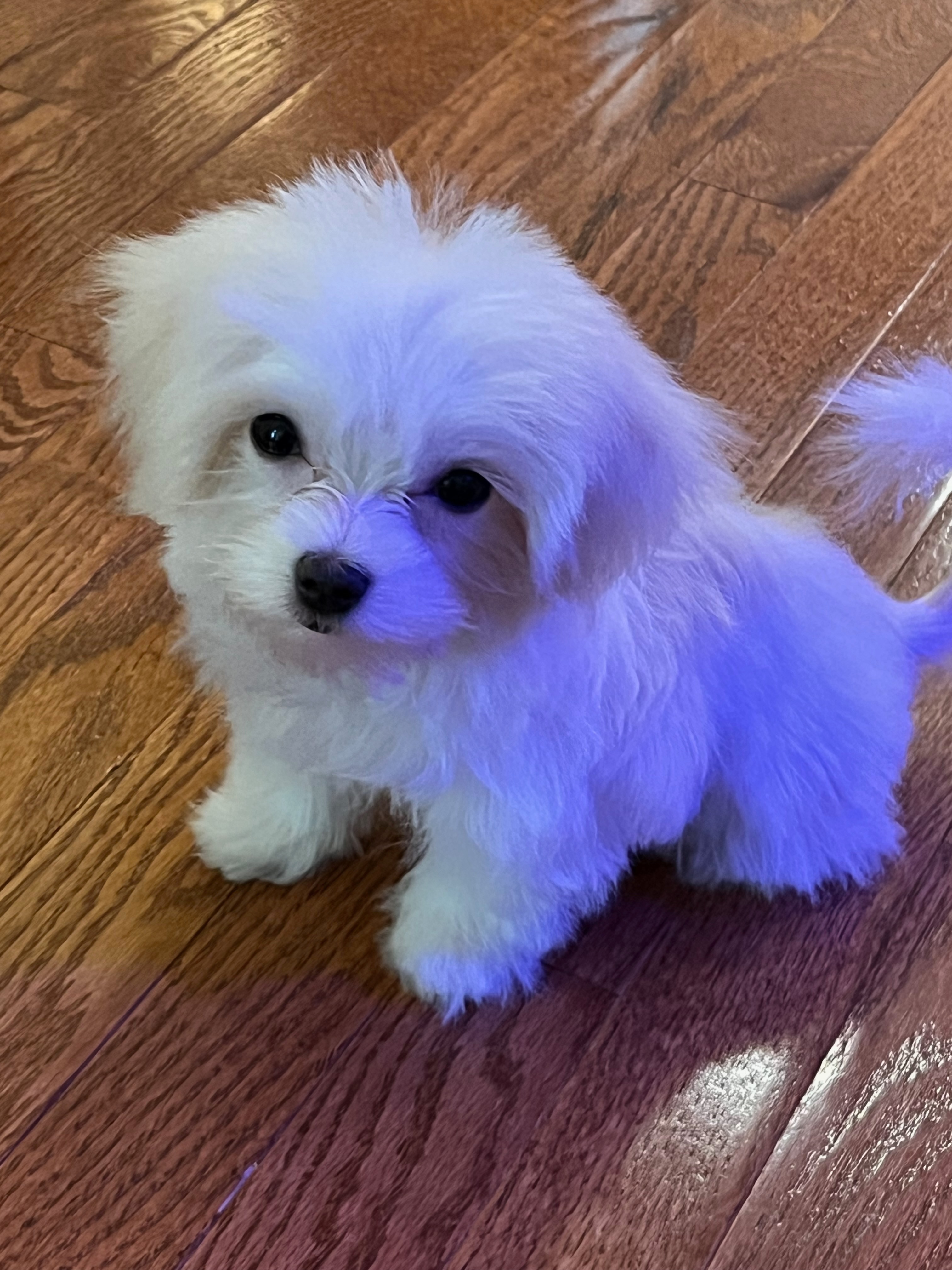 Help Bear the Maltese Puppy Heal campaign photo, 2 of 5