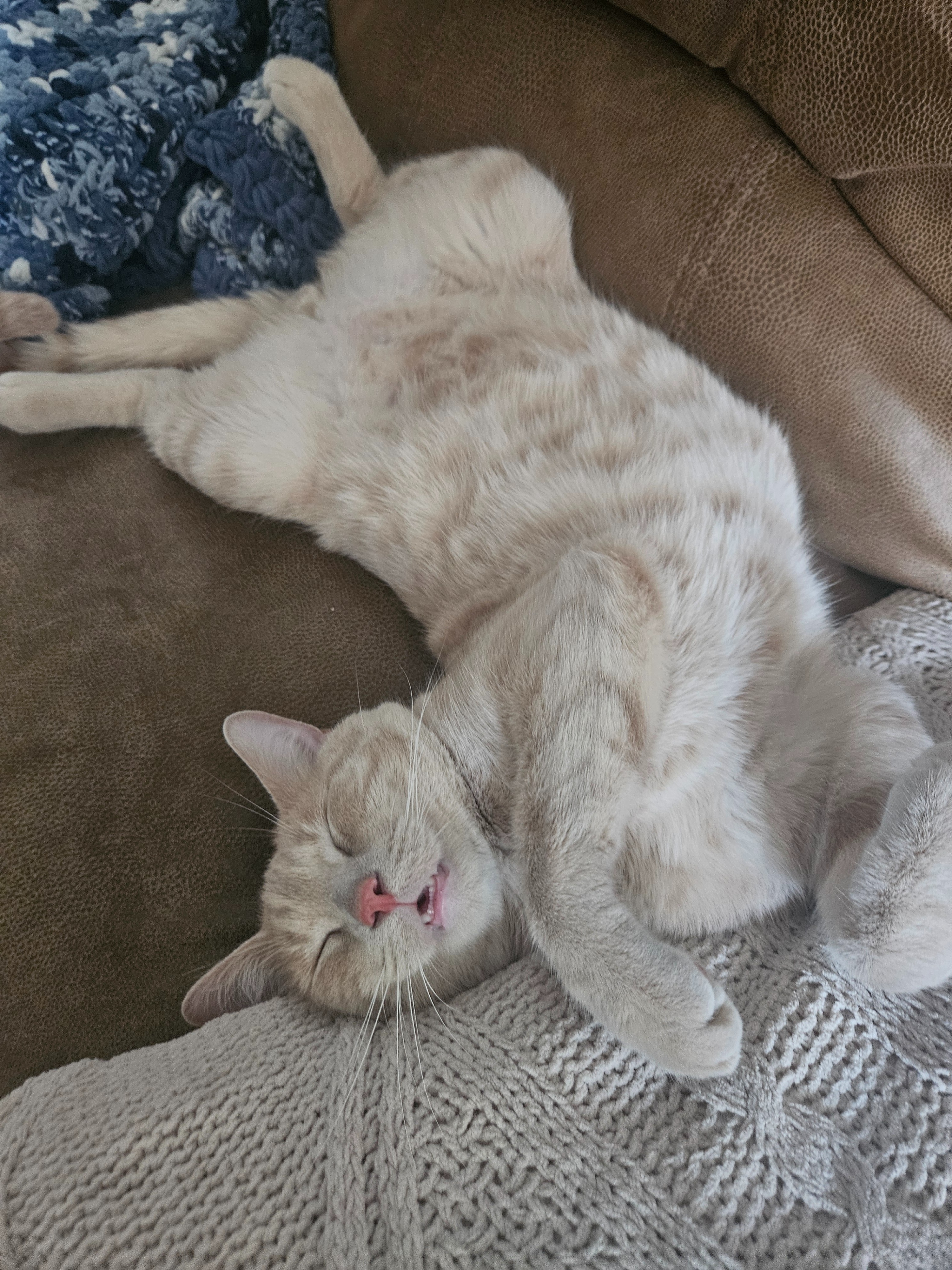 Help with Pony Boy's Emergency Surgery campaign photo, 5 of 8