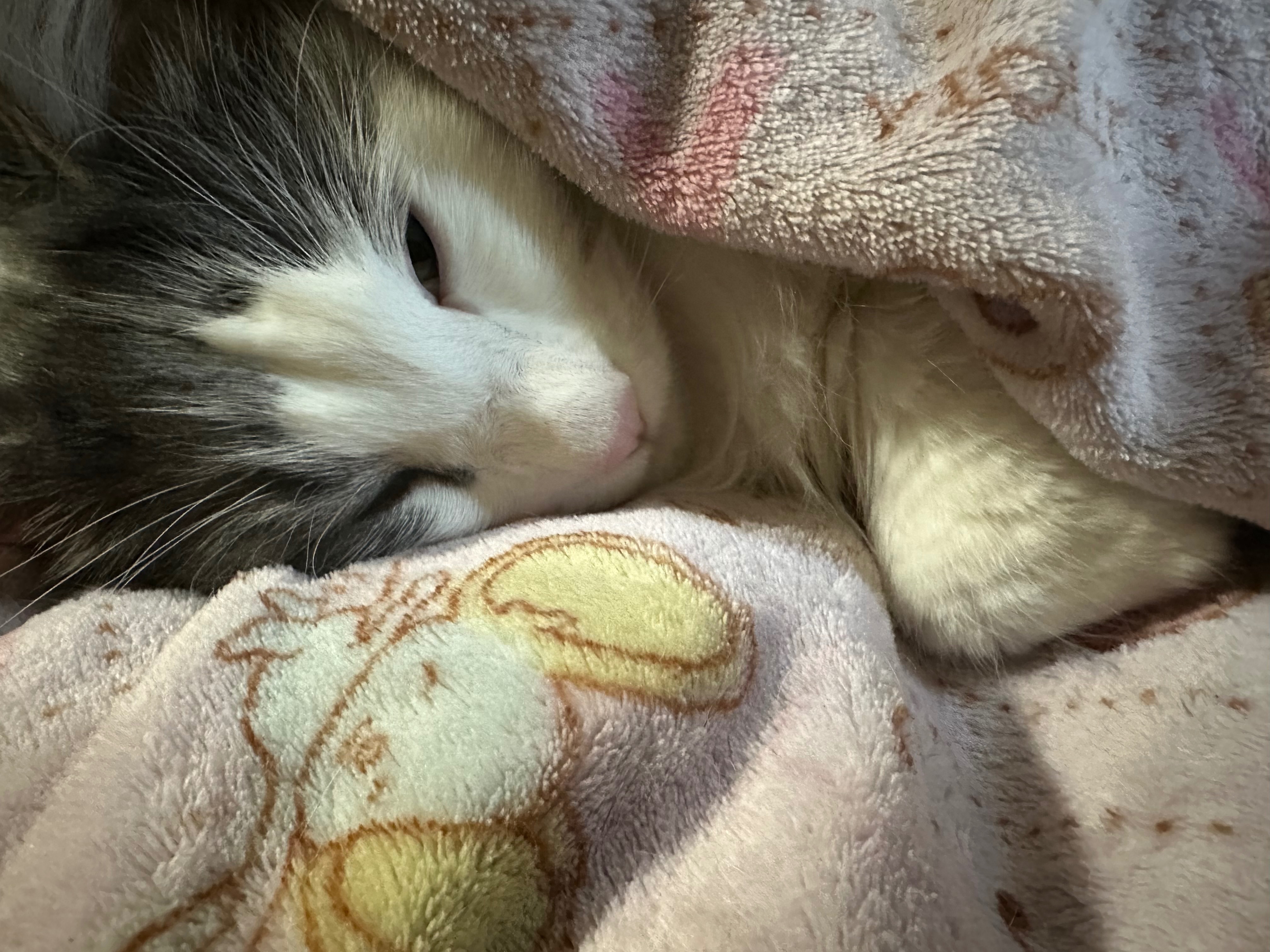 Help My Sweet Cat Get His Inhaler campaign photo, 7 of 8