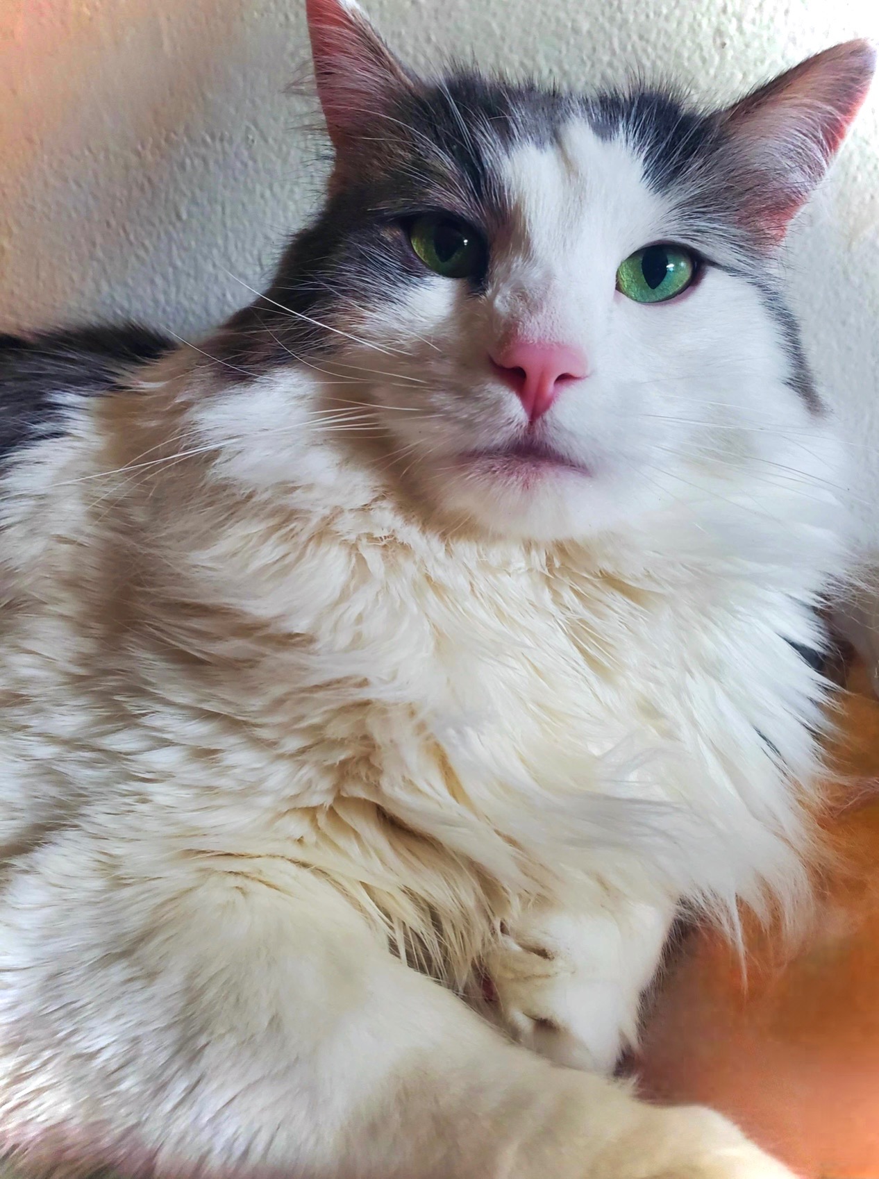 Help My Sweet Cat Get His Inhaler campaign photo, 2 of 8