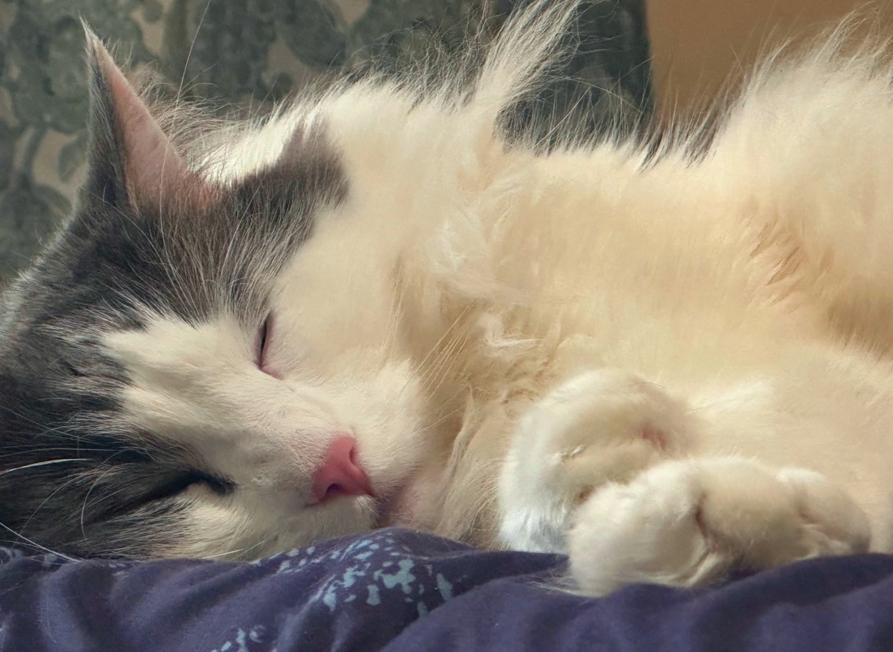 Help My Sweet Cat Get His Inhaler campaign photo, 4 of 8