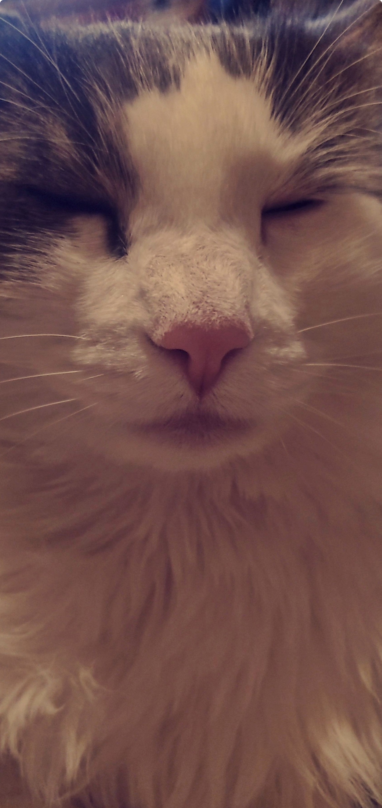 Help My Sweet Cat Get His Inhaler campaign photo, 5 of 8