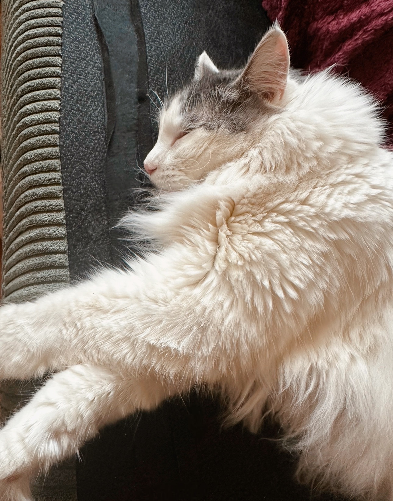 Help My Sweet Cat Get His Inhaler campaign photo, 6 of 8