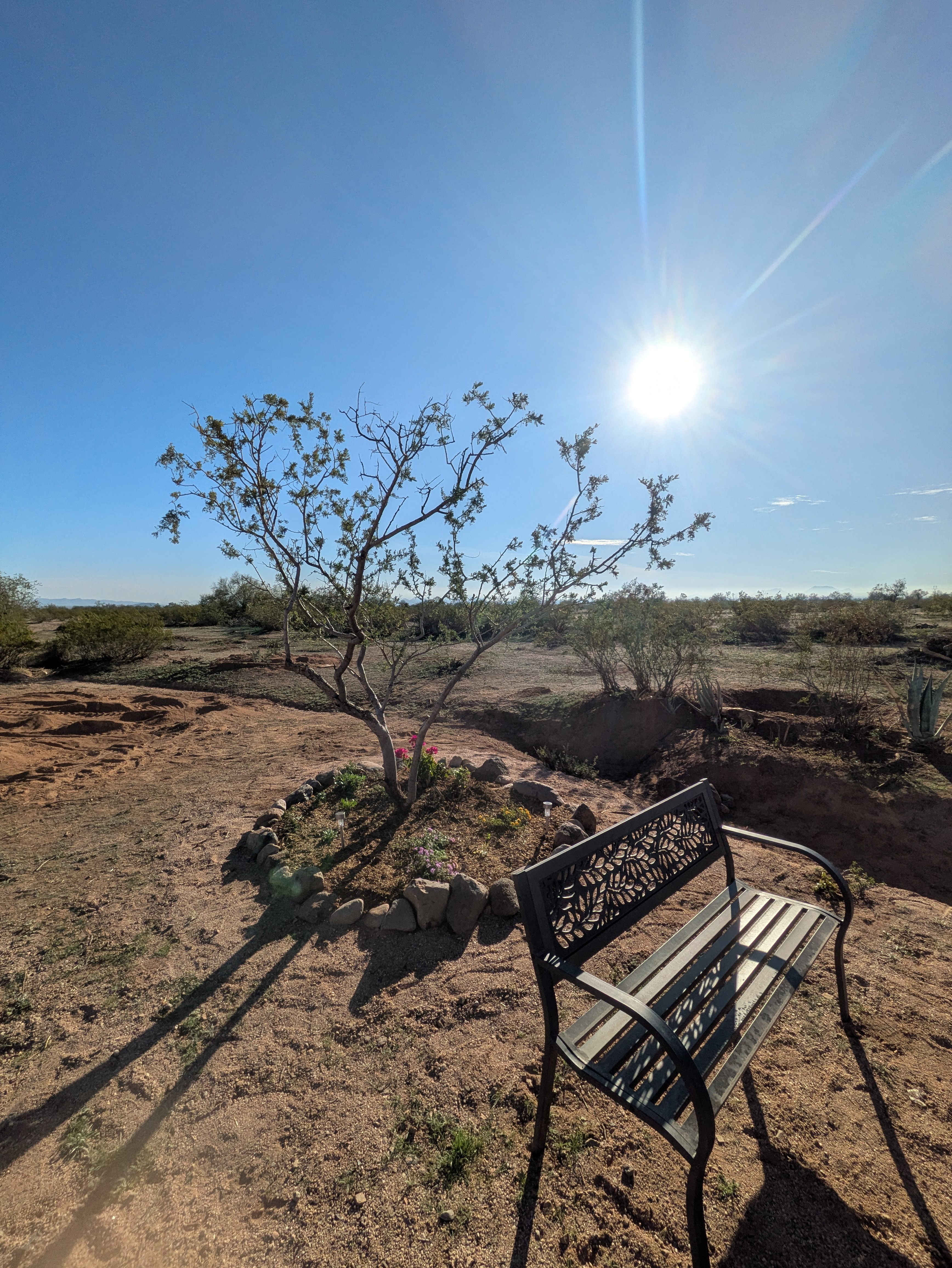 Nurture Green Kamino’s Vision for a Living Desert. campaign photo, 2 of 8