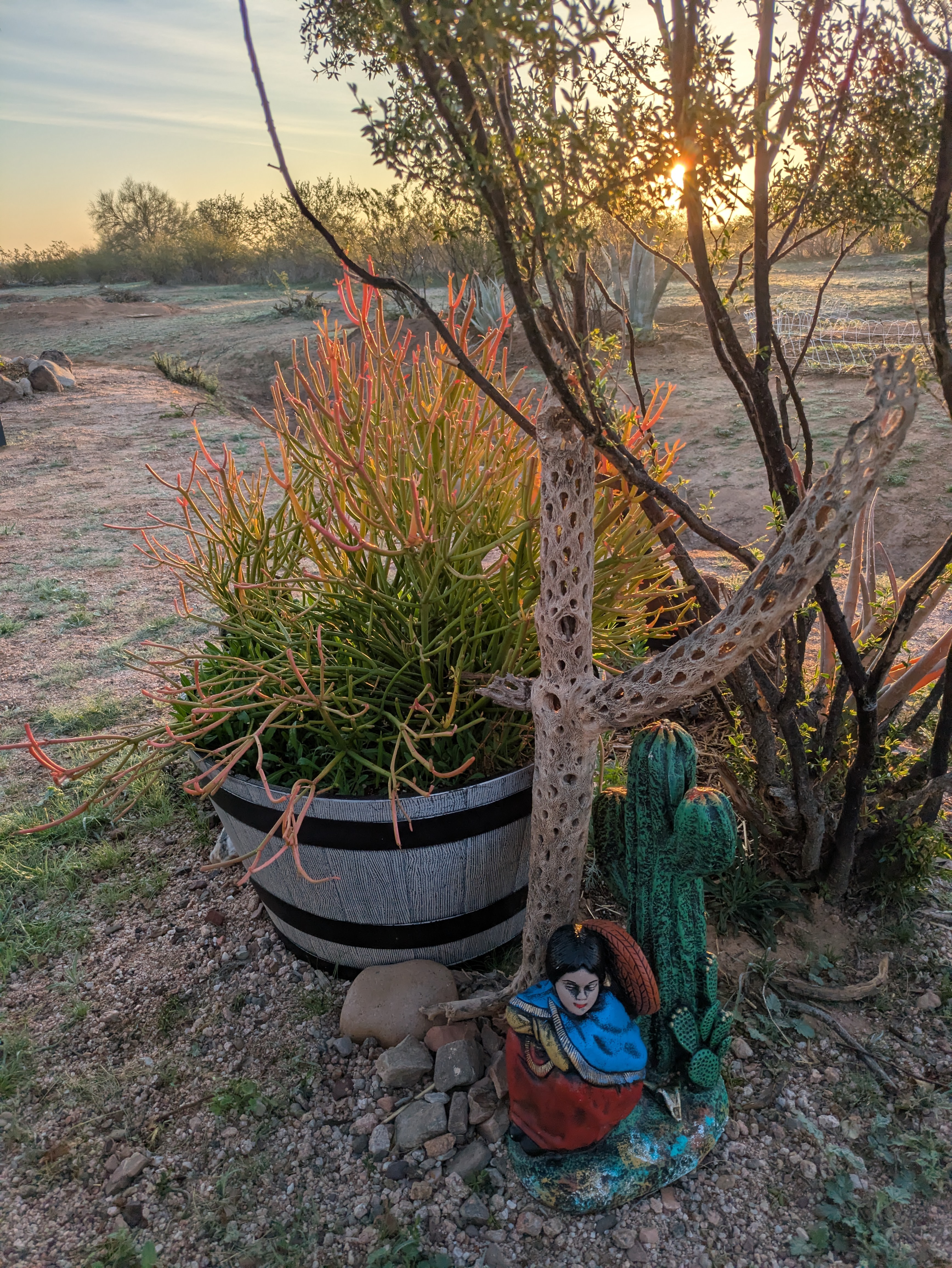 Nurture Green Kamino’s Vision for a Living Desert. campaign photo, 4 of 8