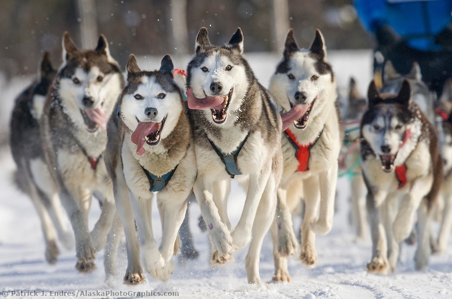 Support My Journey to Volunteer for the Iditarod campaign photo, 7 of 8