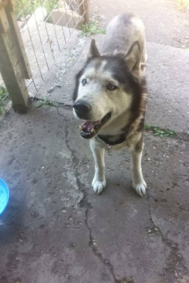 Support My Journey to Volunteer for the Iditarod campaign photo, 6 of 8