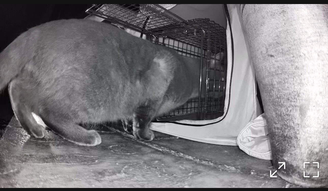 Help Alistair: Winter Rescue & Vet Care campaign photo, 7 of 8
