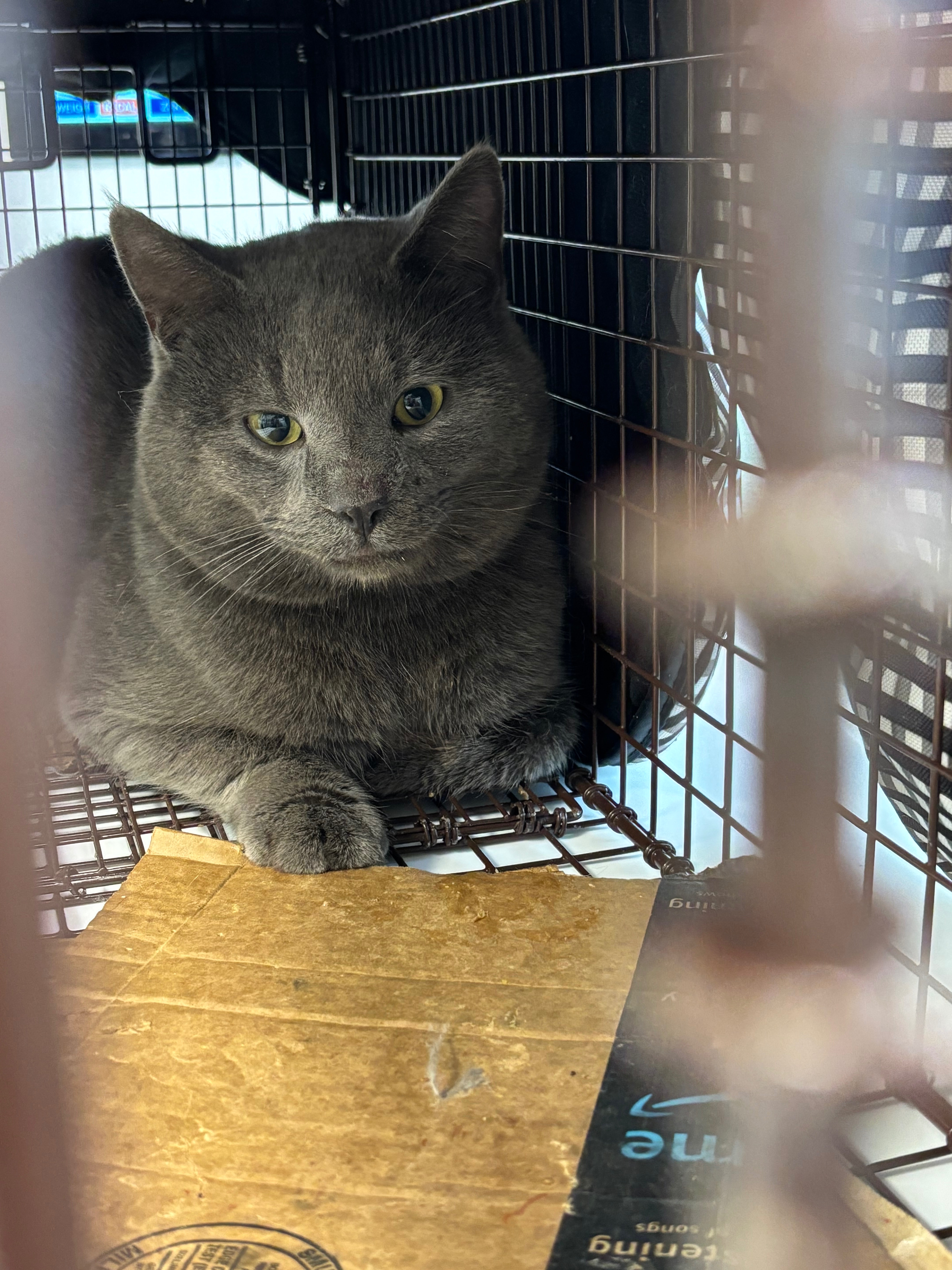 Help Alistair: Winter Rescue & Vet Care campaign photo, 2 of 8