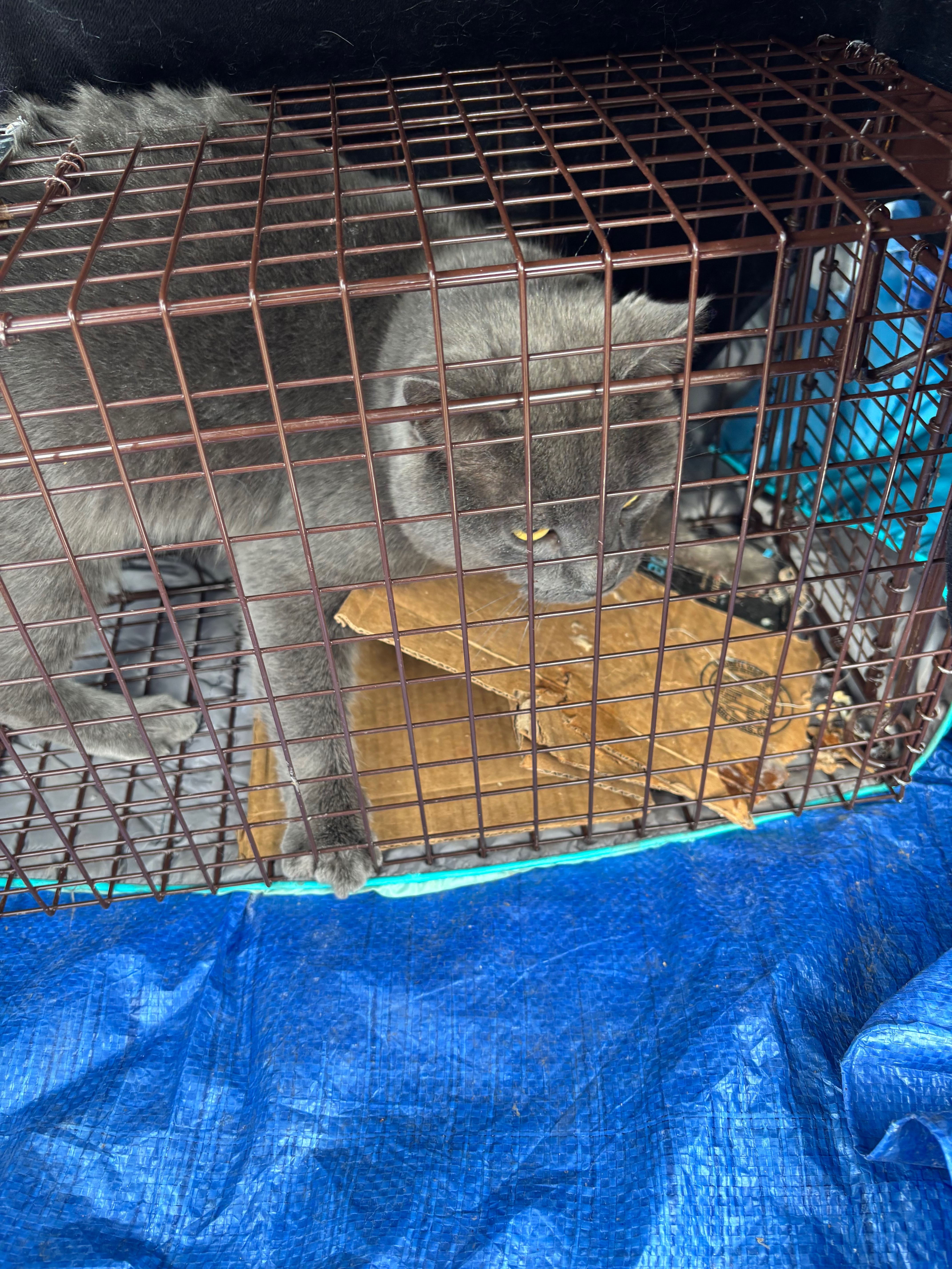 Help Alistair: Winter Rescue & Vet Care campaign photo, 5 of 8