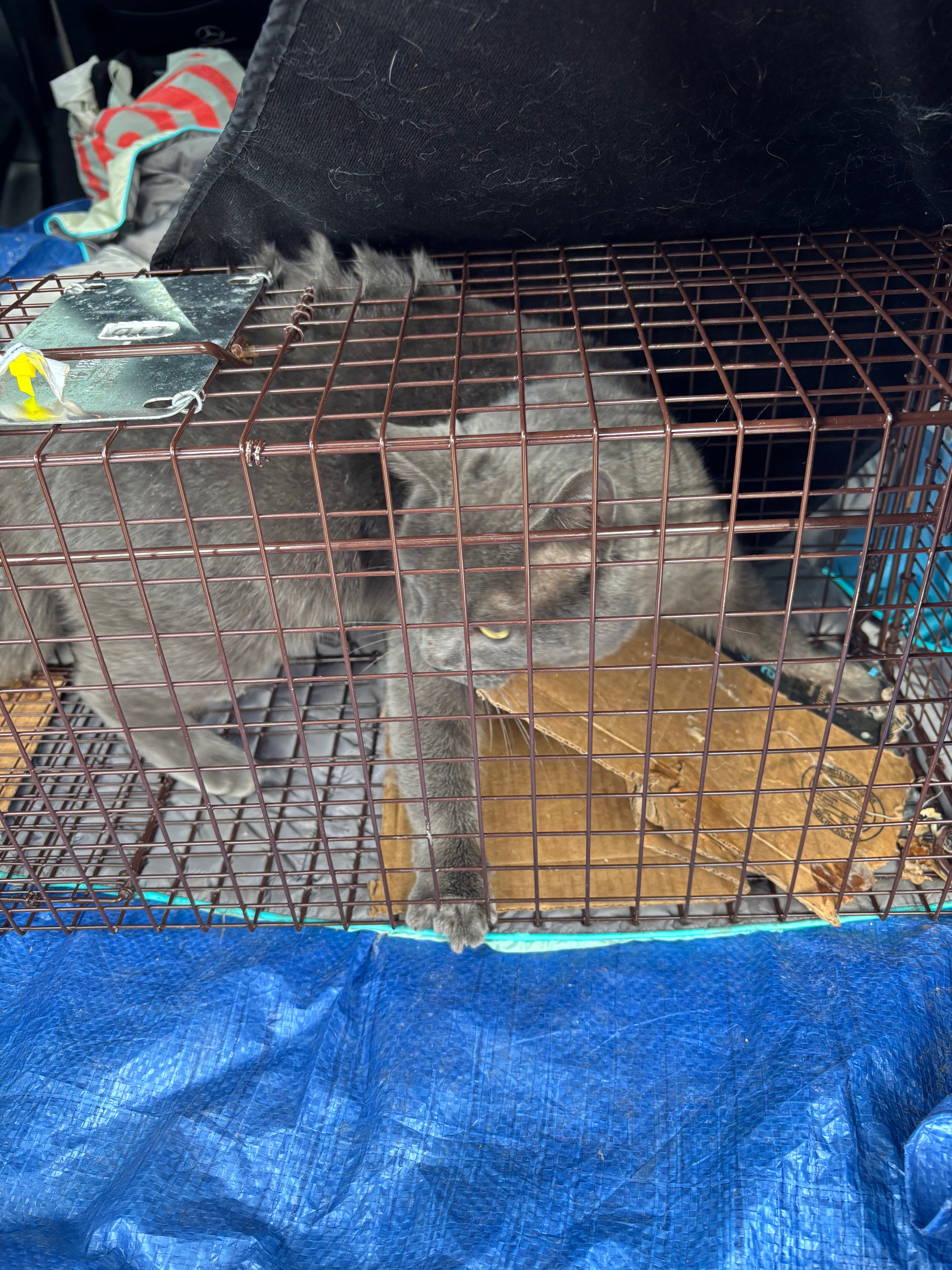 Help Alistair: Winter Rescue & Vet Care campaign photo, 4 of 8