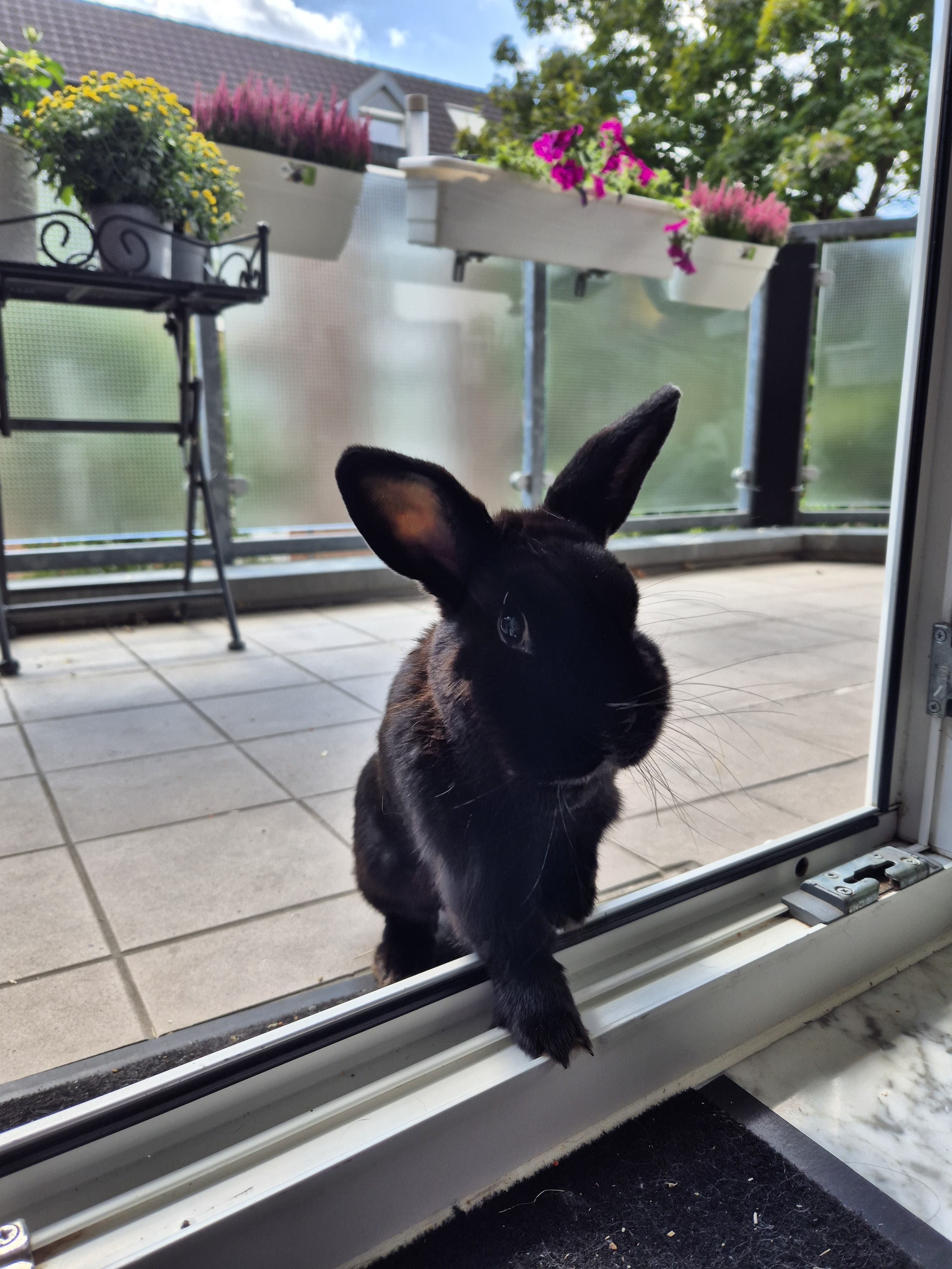 Hilfe für Bobby – Klinikkosten für unser Kaninchen campaign photo, 2 of 8