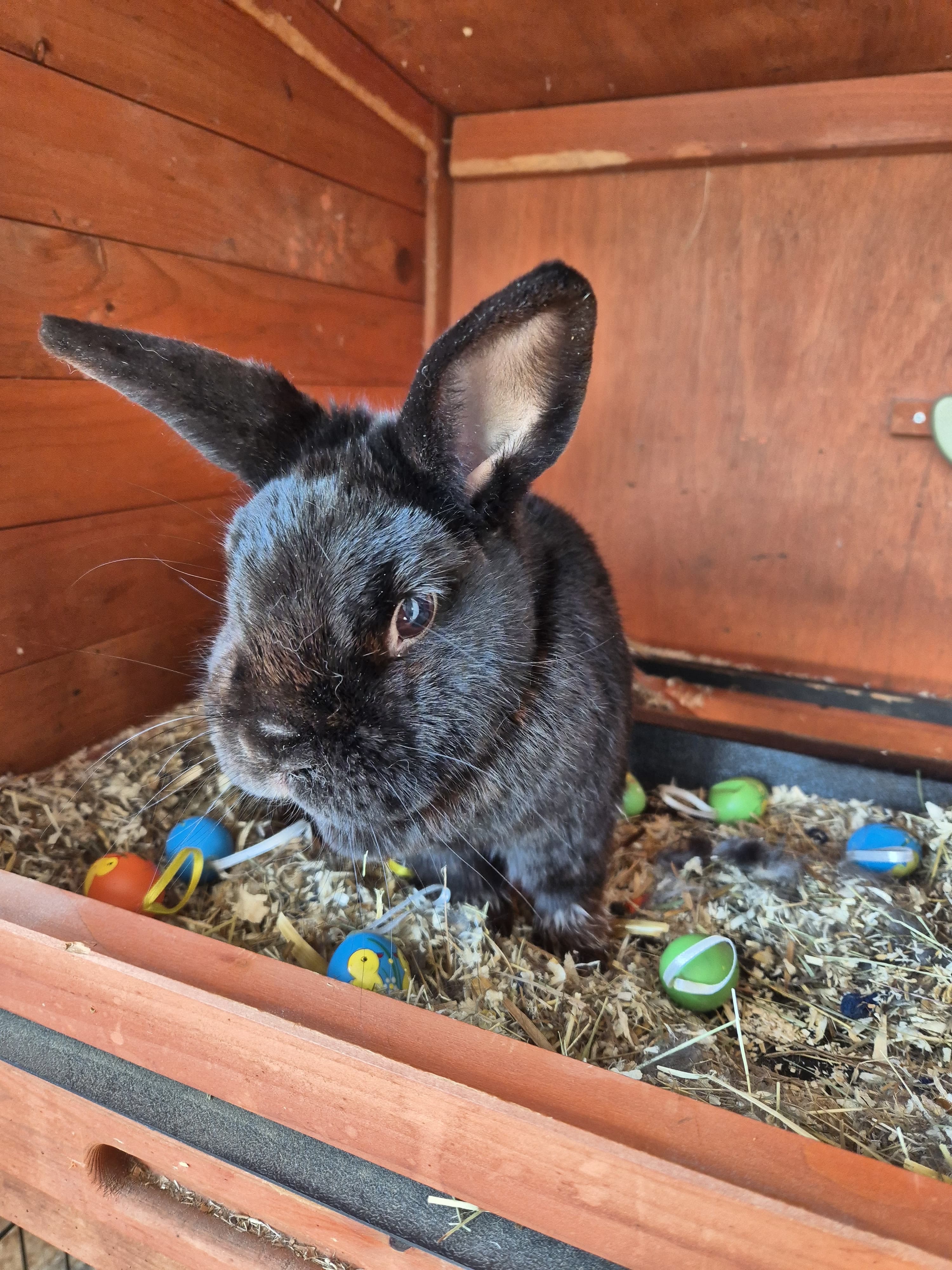 Hilfe für Bobby – Klinikkosten für unser Kaninchen campaign photo, 5 of 8