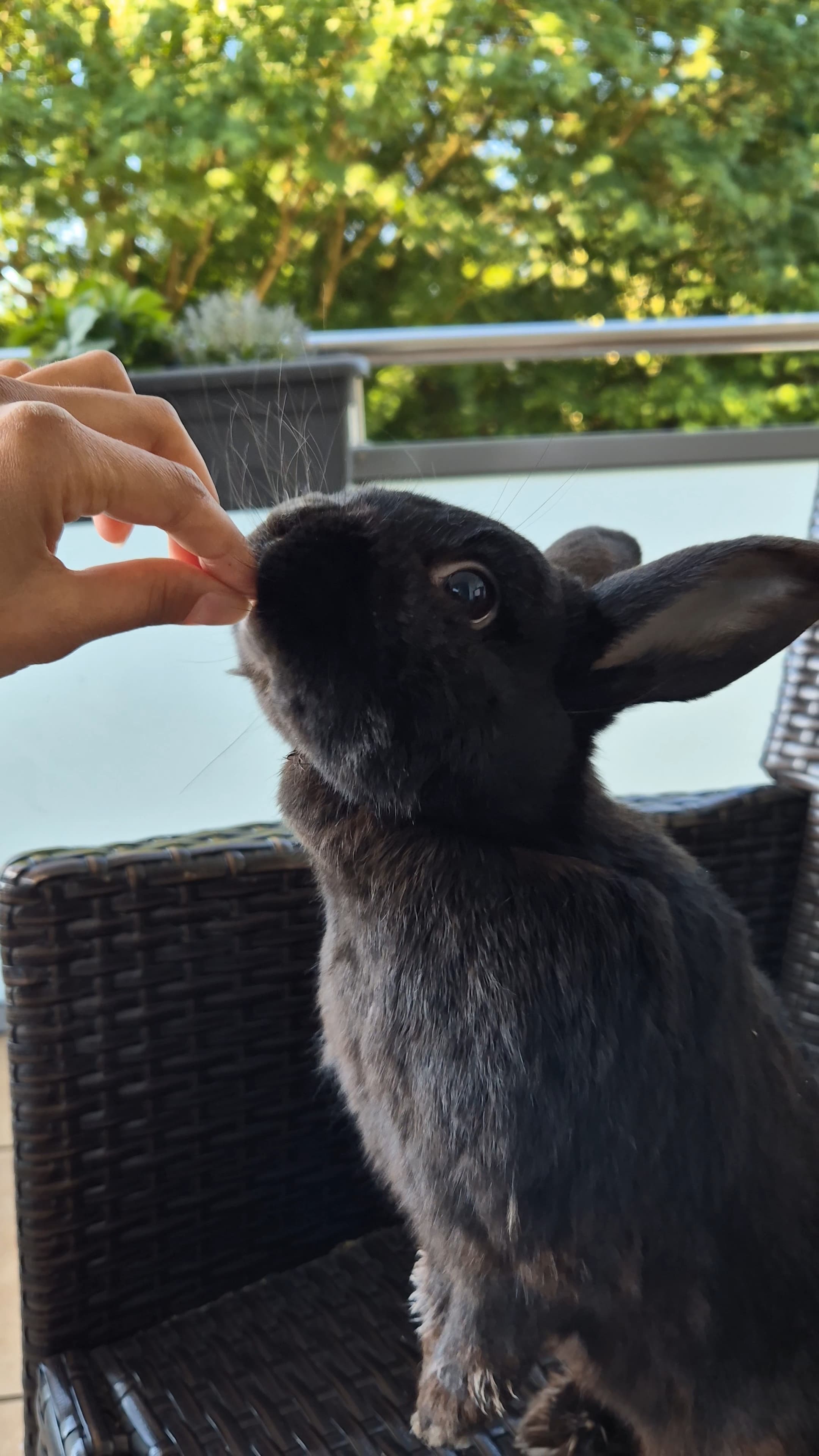 Hilfe für Bobby – Klinikkosten für unser Kaninchen campaign photo, 6 of 8