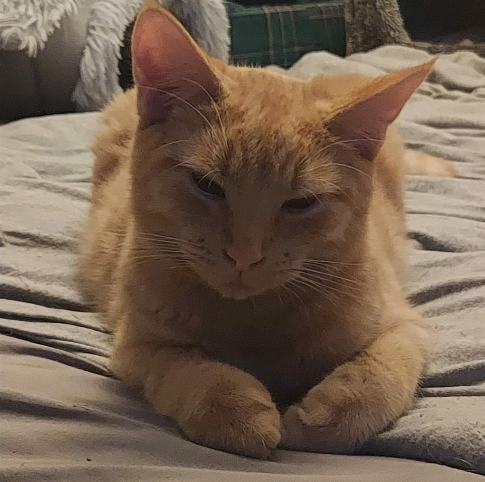 Please help save Ginger's life campaign photo, 2 of 8