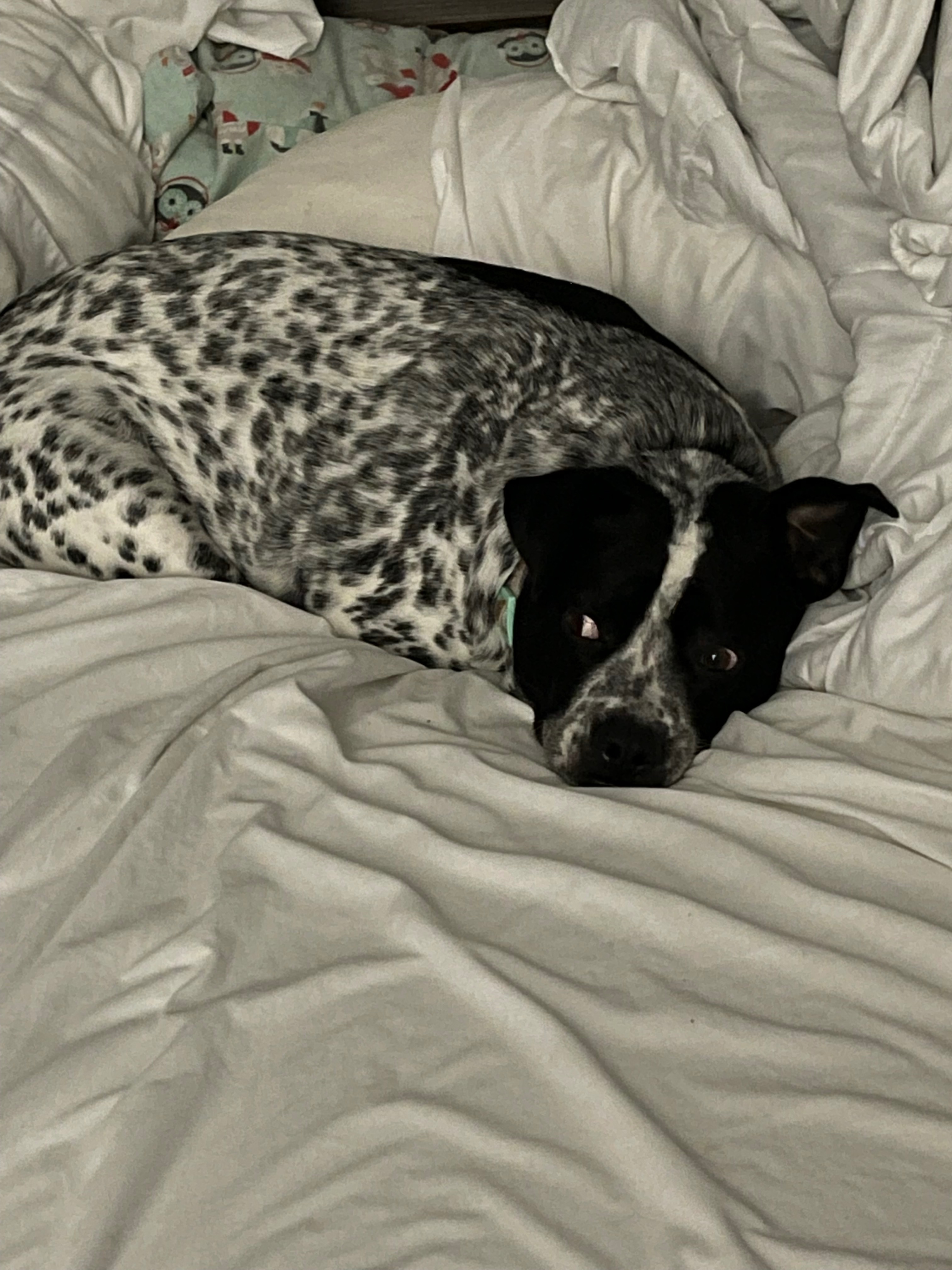 Help Spots Urgently Get His Life-Saving Surgery campaign photo, 2 of 7