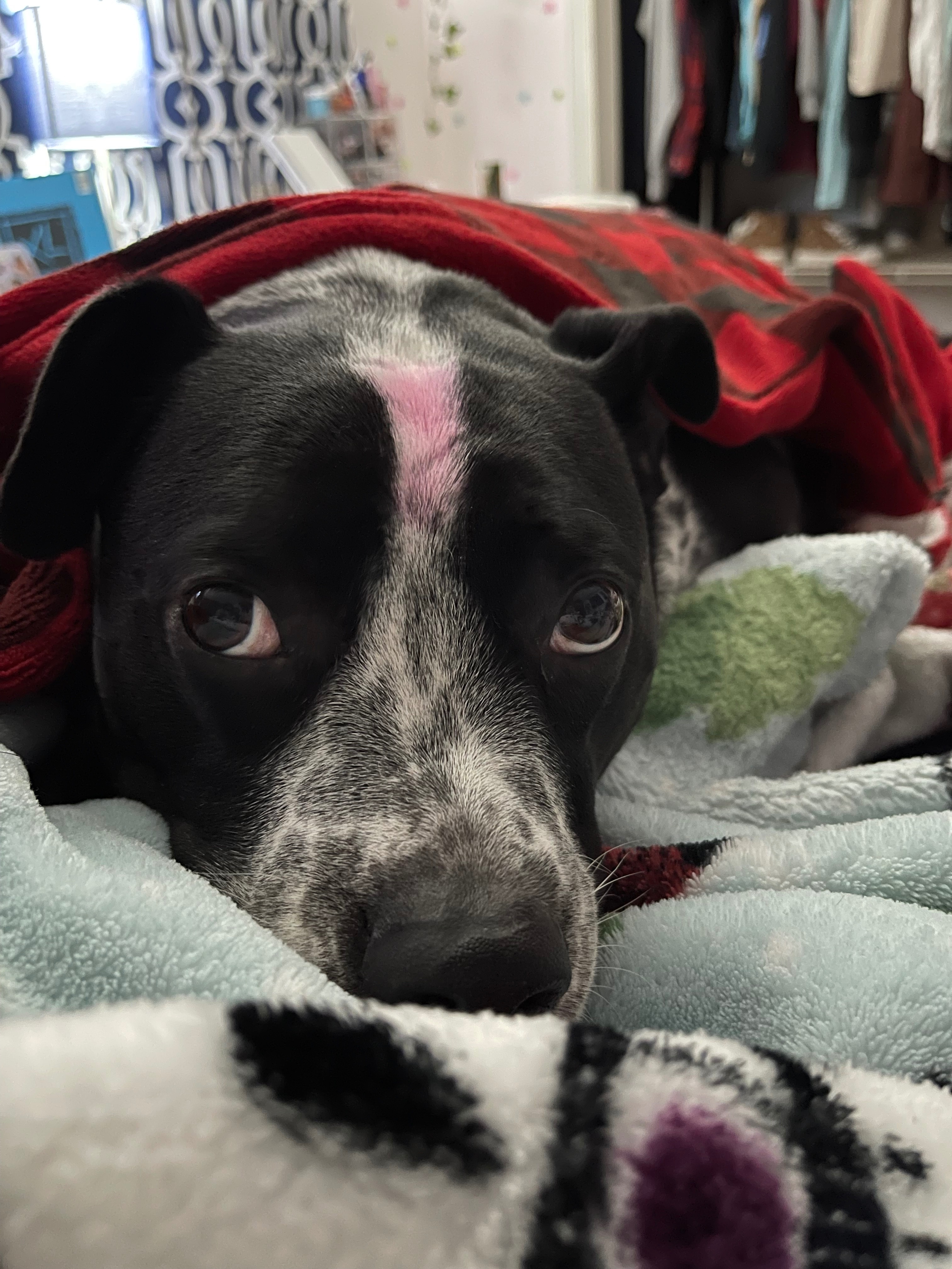 Help Spots Urgently Get His Life-Saving Surgery campaign photo, 4 of 7