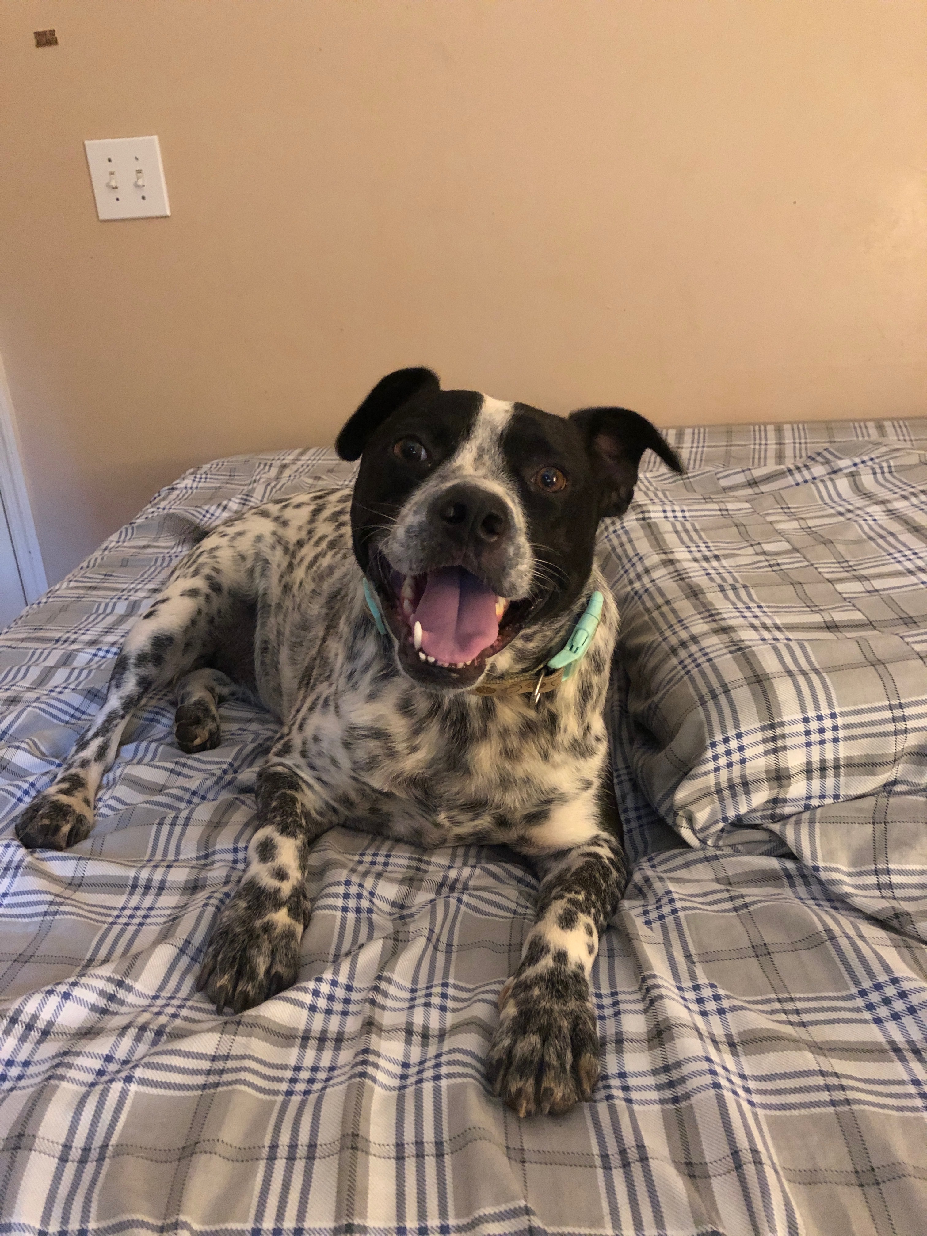 Help Spots Urgently Get His Life-Saving Surgery campaign photo, 5 of 7