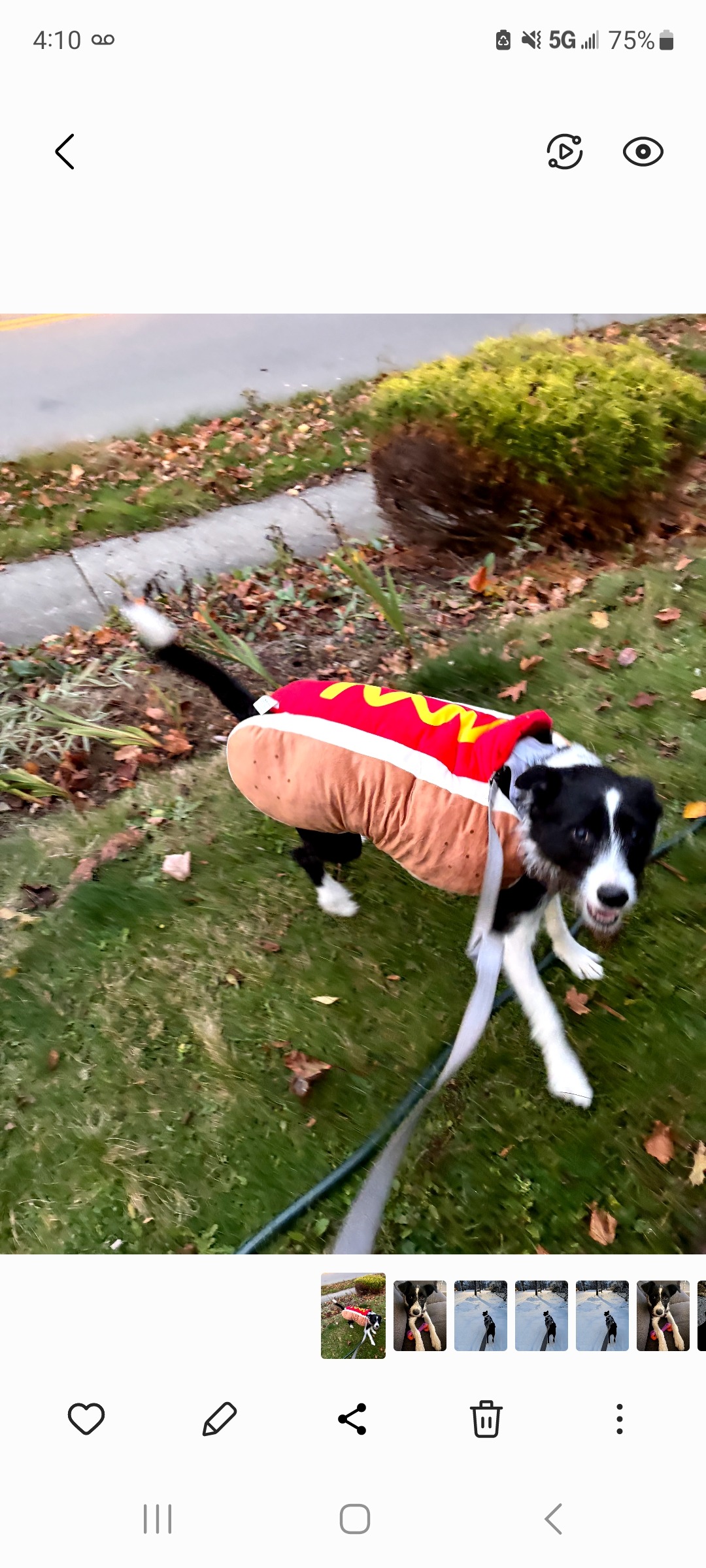 Bubbles needs your help to pay for surgery! campaign photo, 5 of 8
