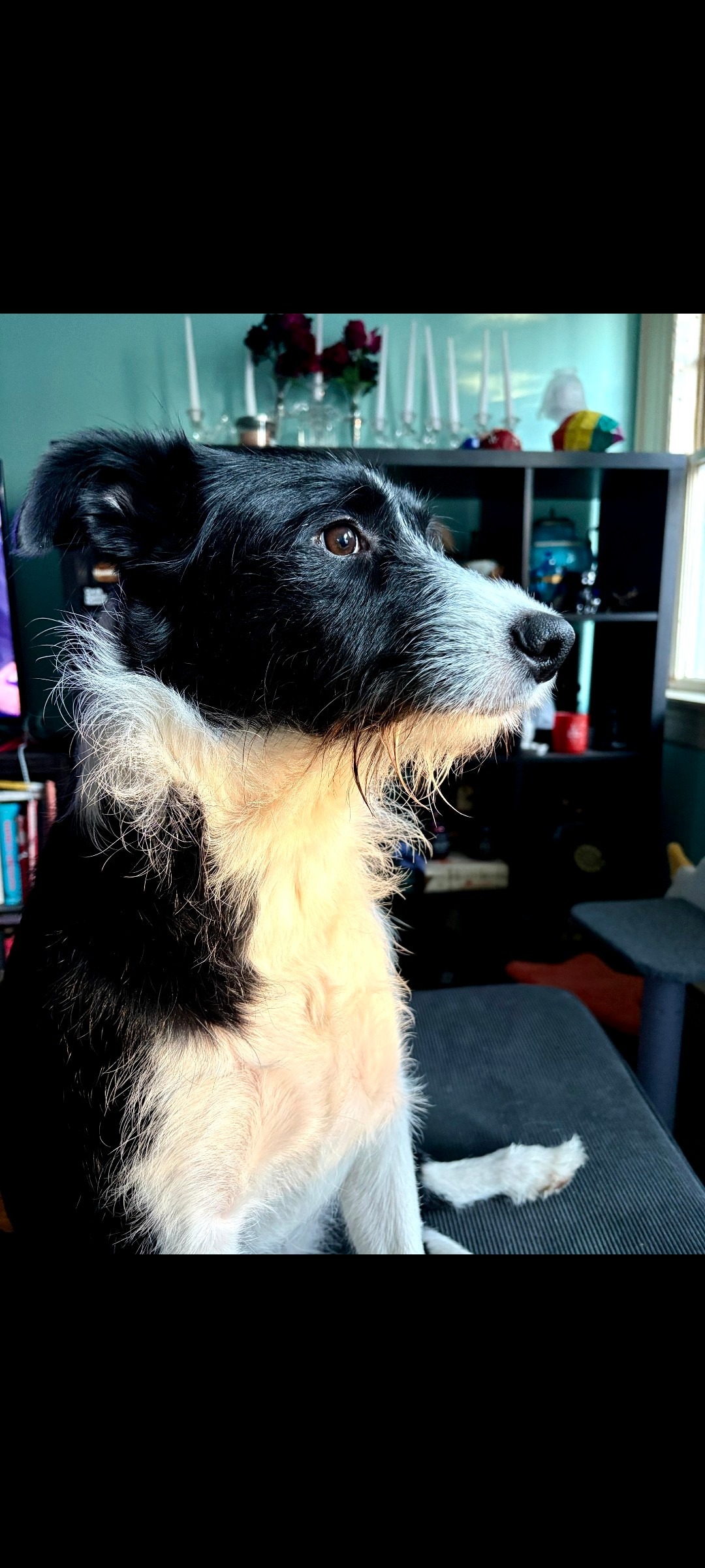 Bubbles needs your help to pay for surgery! campaign photo, 6 of 8