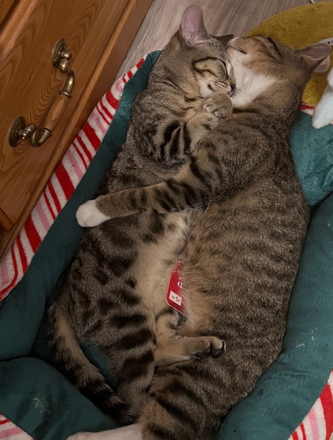 Support for Spaying My Cats During Hard Times campaign photo, 2 of 6
