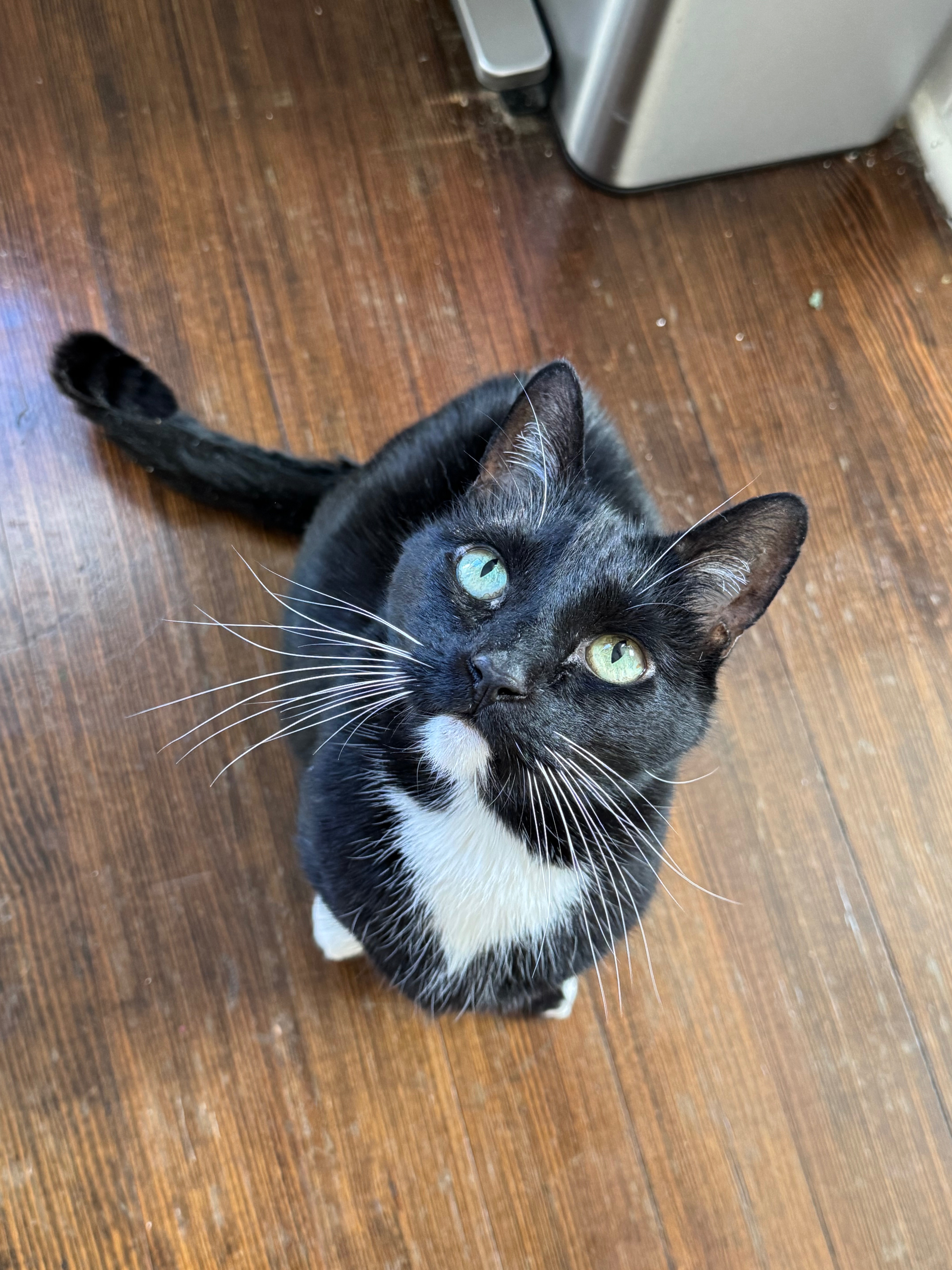 Support Remy’s Urgent Surgery Fund campaign photo, 2 of 5