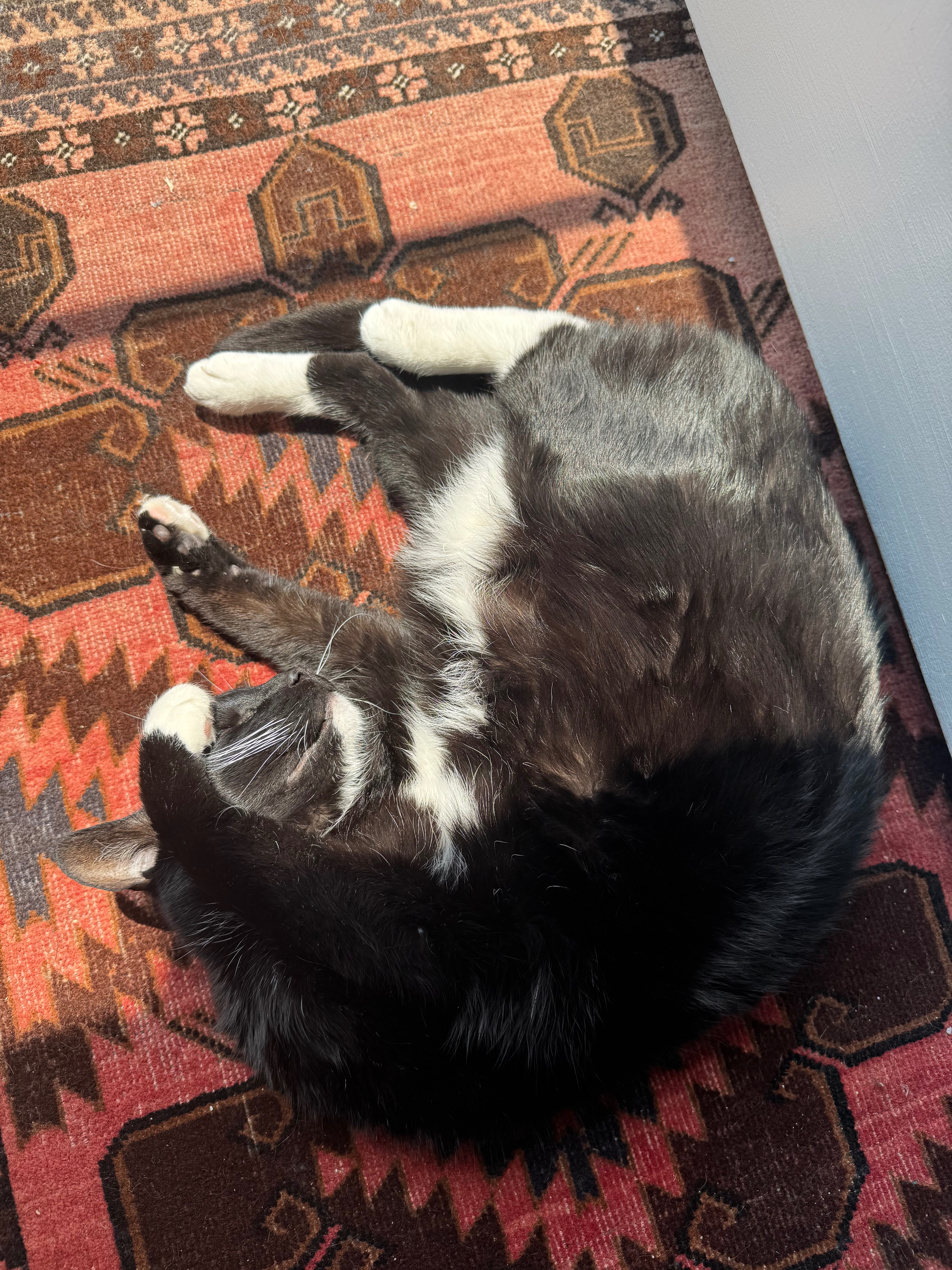 Support Remy’s Urgent Surgery Fund campaign photo, 4 of 5