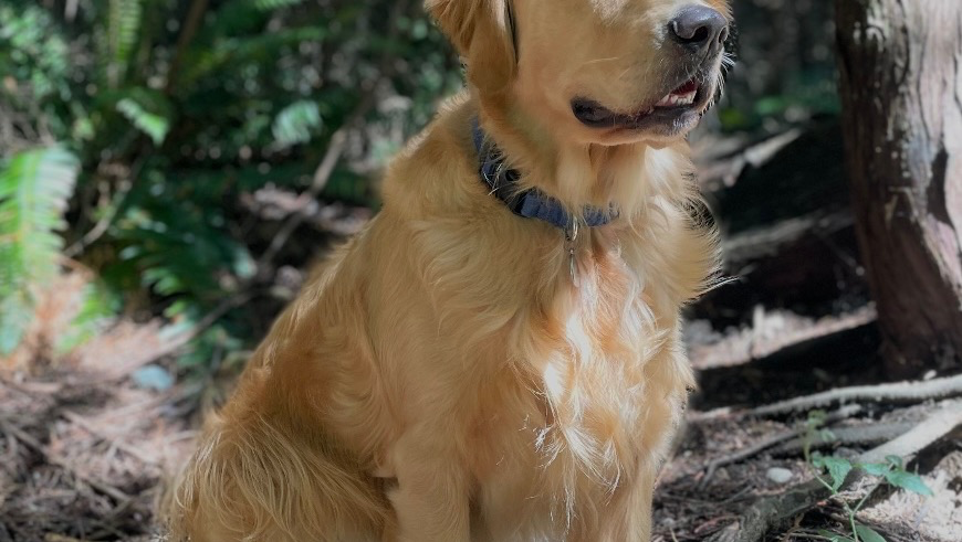 Support Maggi’s Journey to a New Service Dog photo
