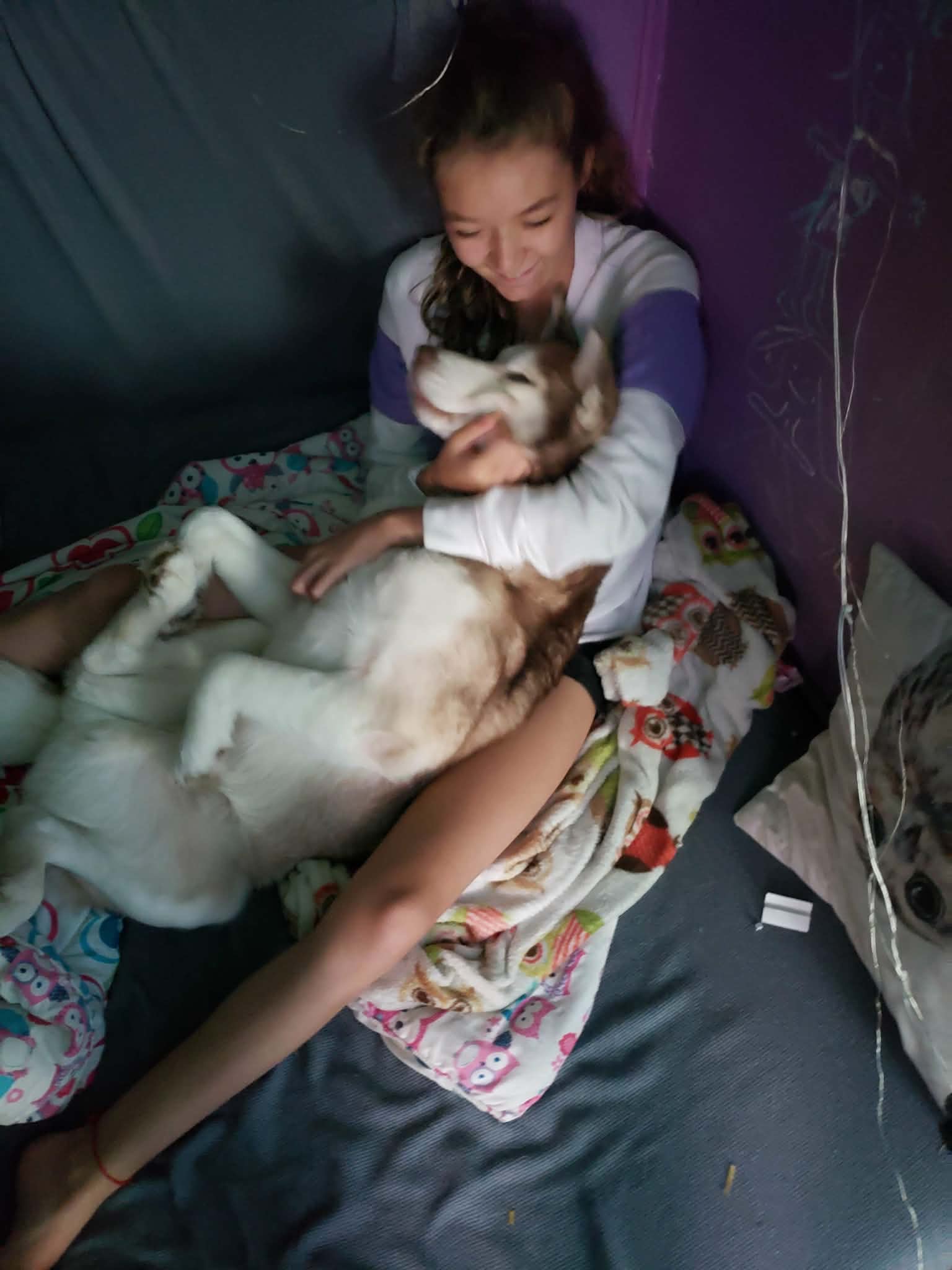 Help My Husky Achilles Get Urgent Vet Care campaign photo, 7 of 8