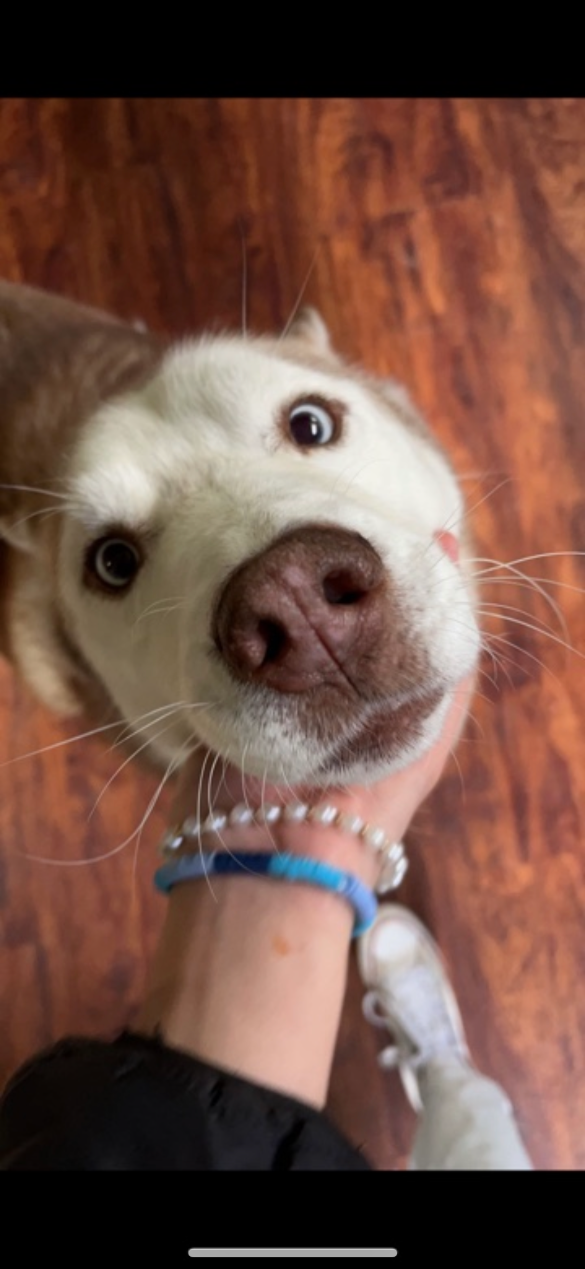 Help My Husky Achilles Get Urgent Vet Care campaign photo, 2 of 8