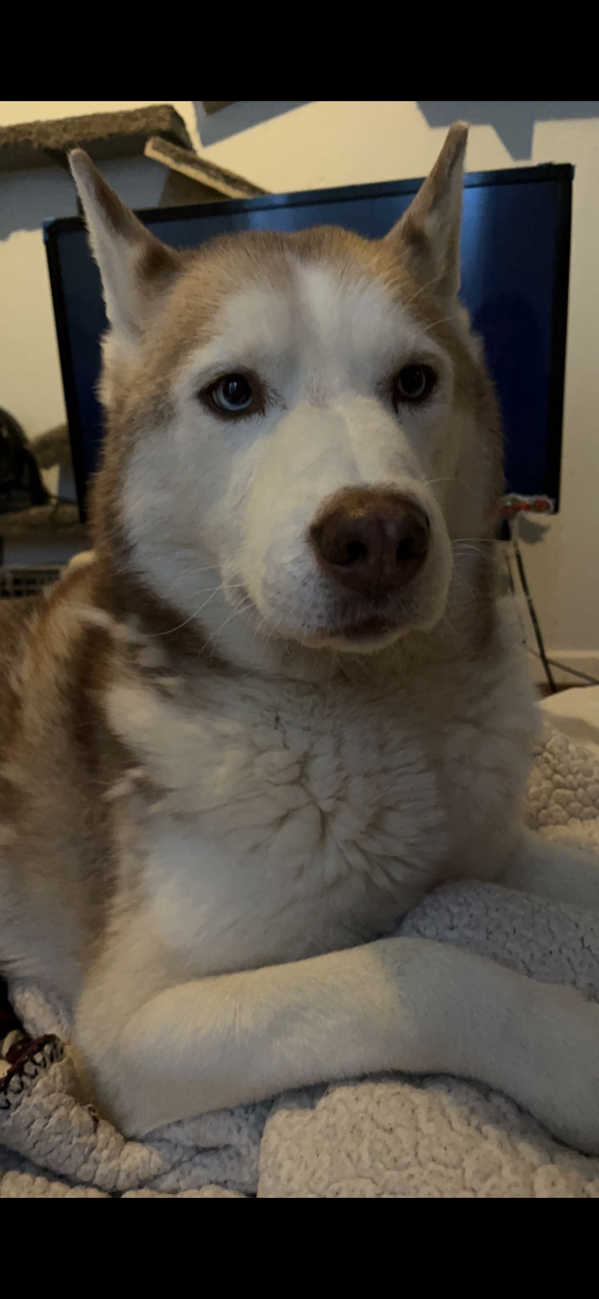 Help My Husky Achilles Get Urgent Vet Care campaign photo, 4 of 8