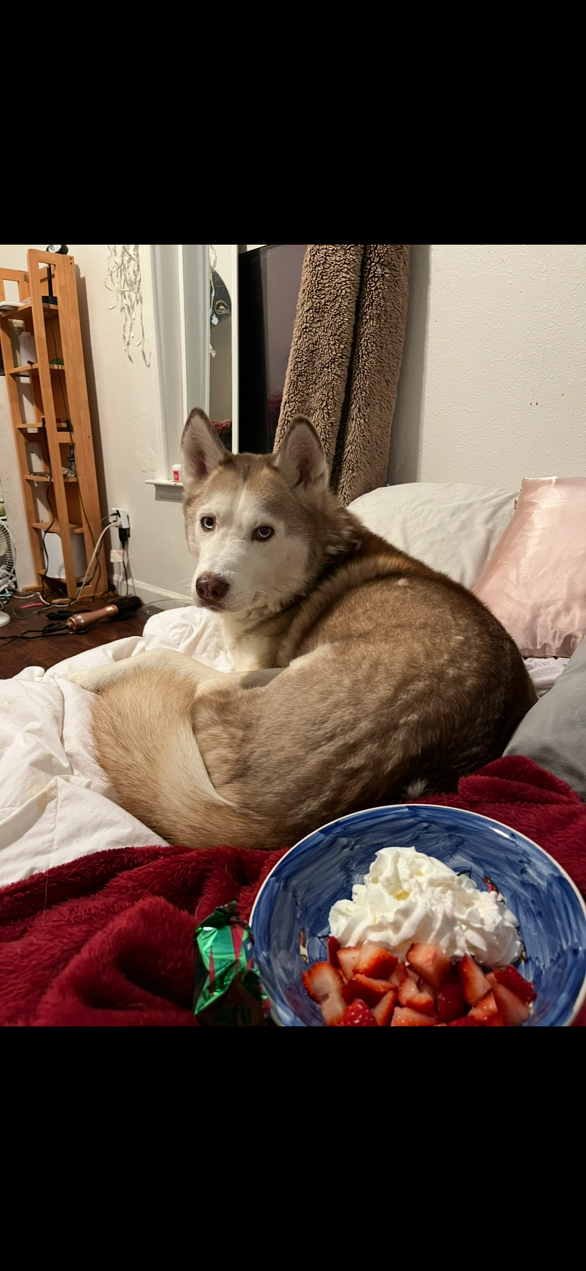 Help My Husky Achilles Get Urgent Vet Care campaign photo, 5 of 8