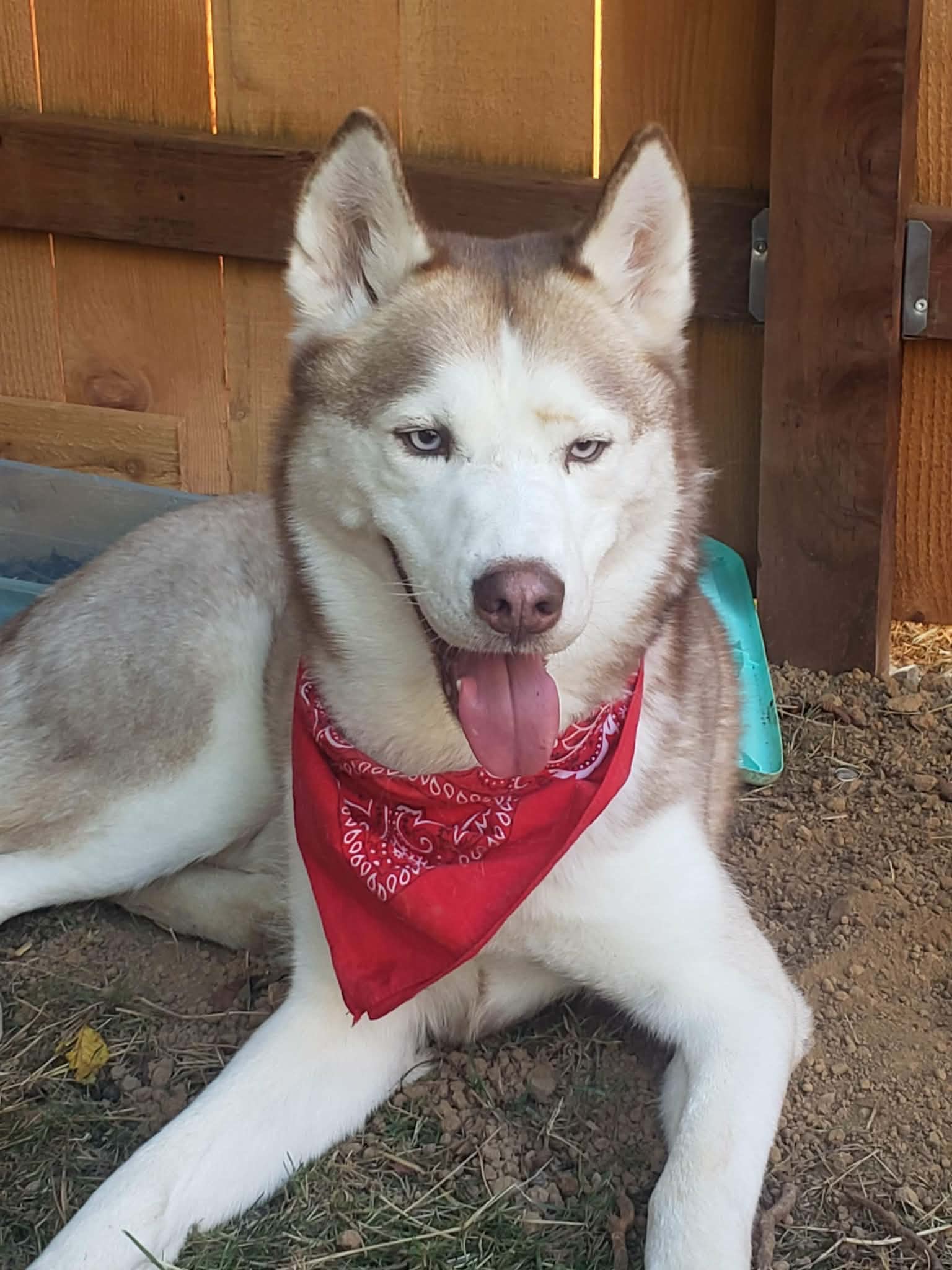 Help My Husky Achilles Get Urgent Vet Care campaign photo, 6 of 8