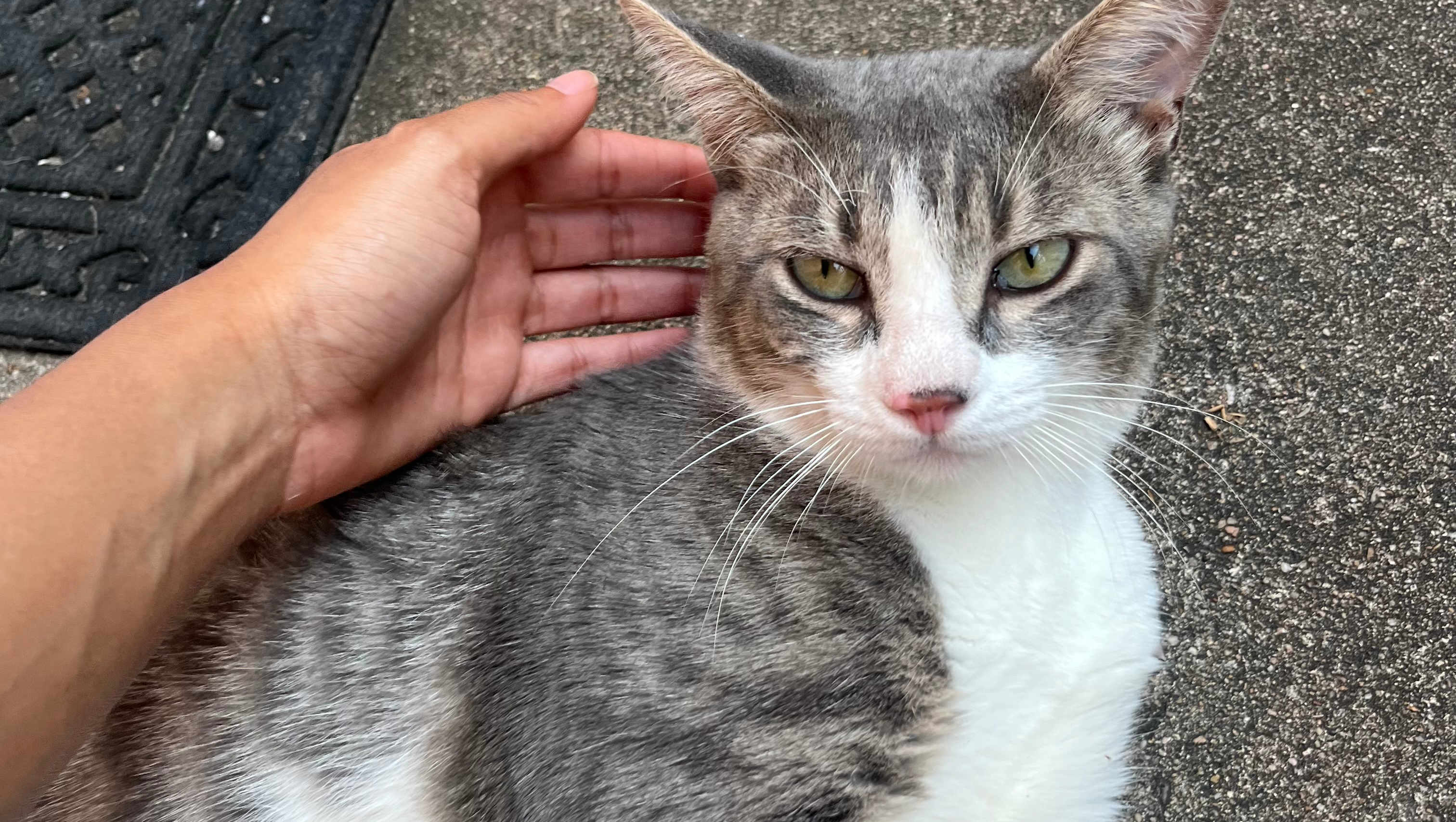 Help Grayson the Cat Stay Safe and Healthy photo