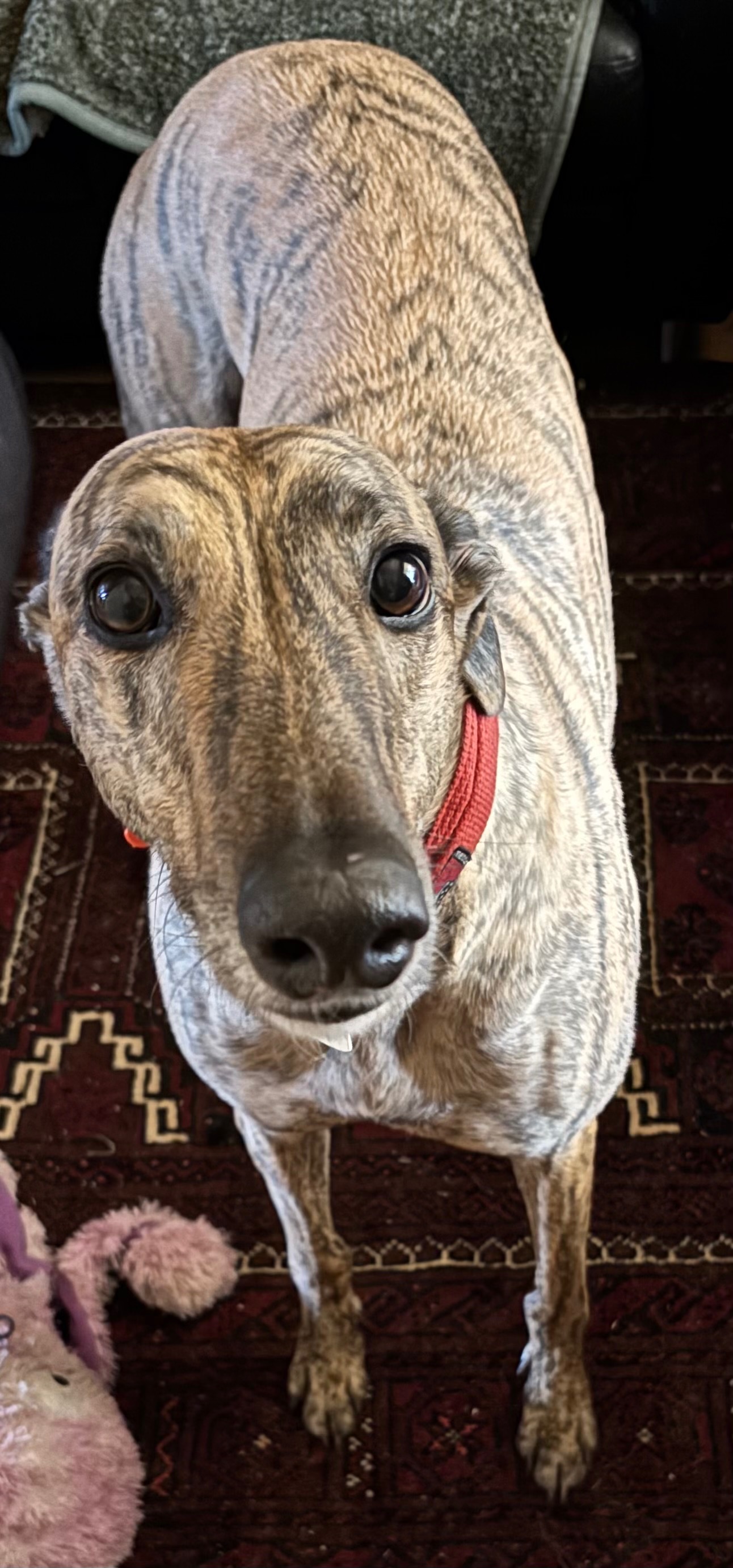 Percy’s bone cancer treatment campaign photo, 5 of 6