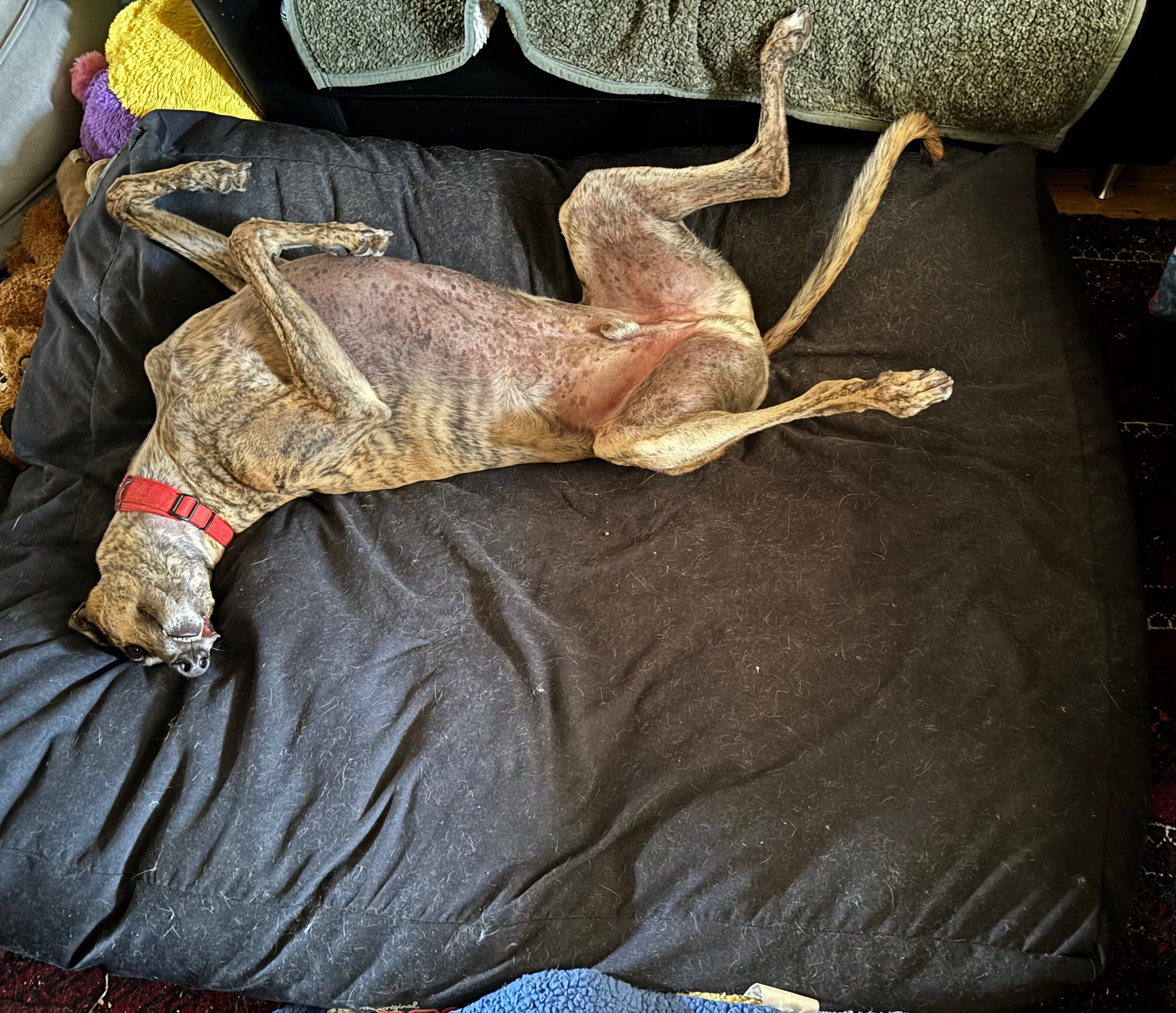 Percy’s bone cancer treatment campaign photo, 2 of 6