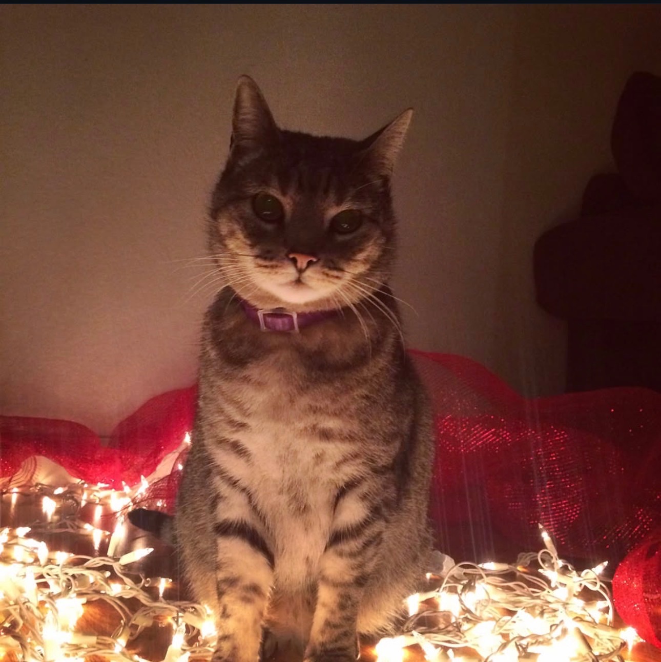 Urgent Support for Teagus’ Final Journey campaign photo, 2 of 8