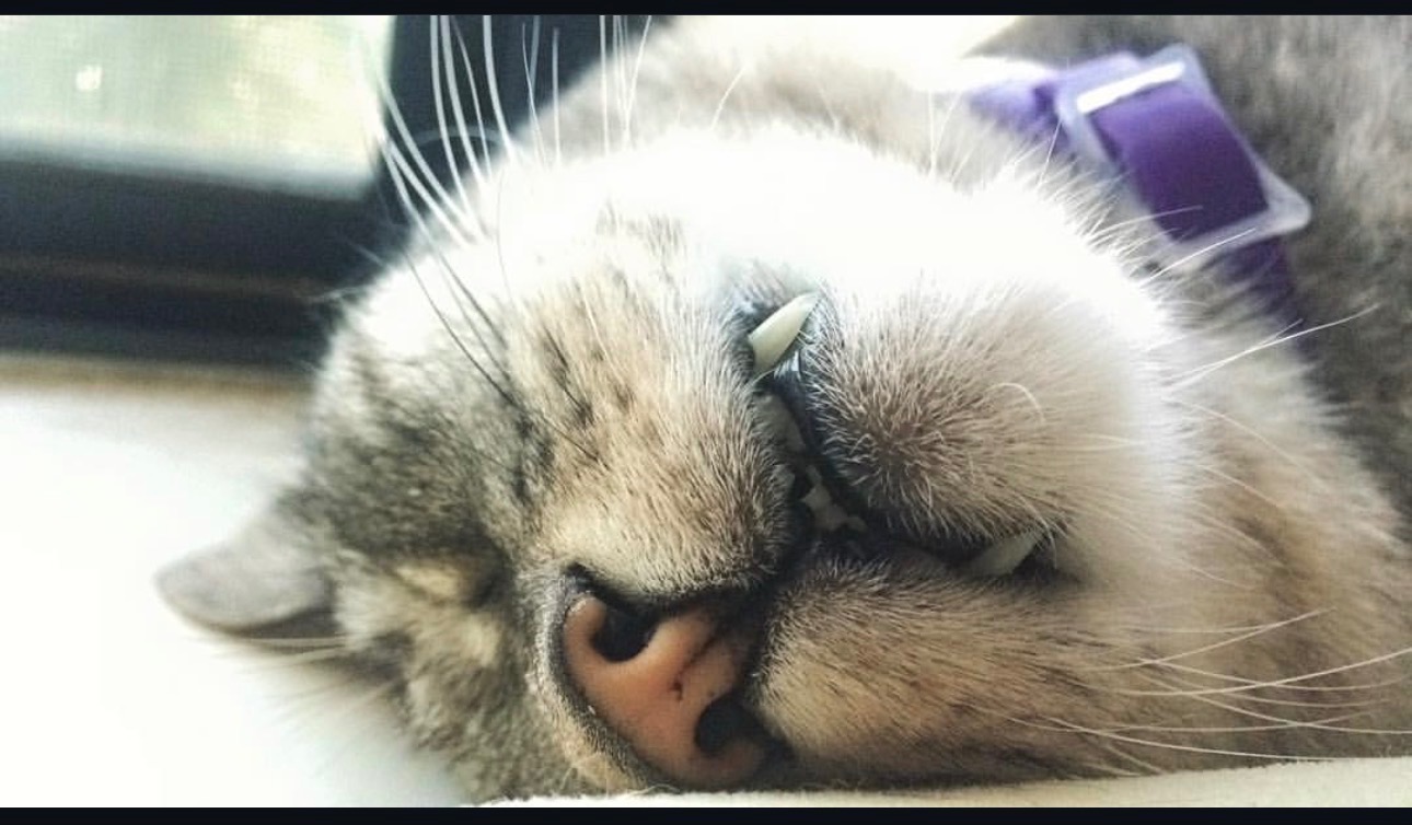 Urgent Support for Teagus’ Final Journey campaign photo, 4 of 8